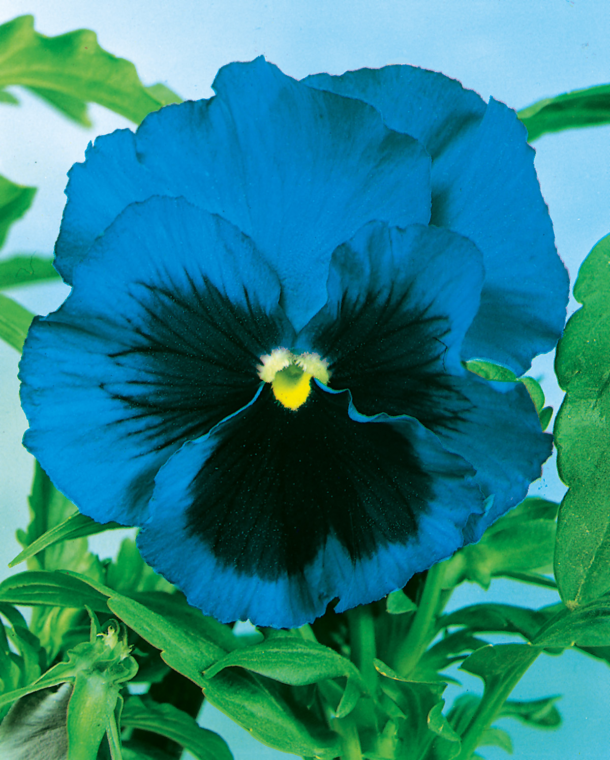 Stiefmütterchen Alpensee