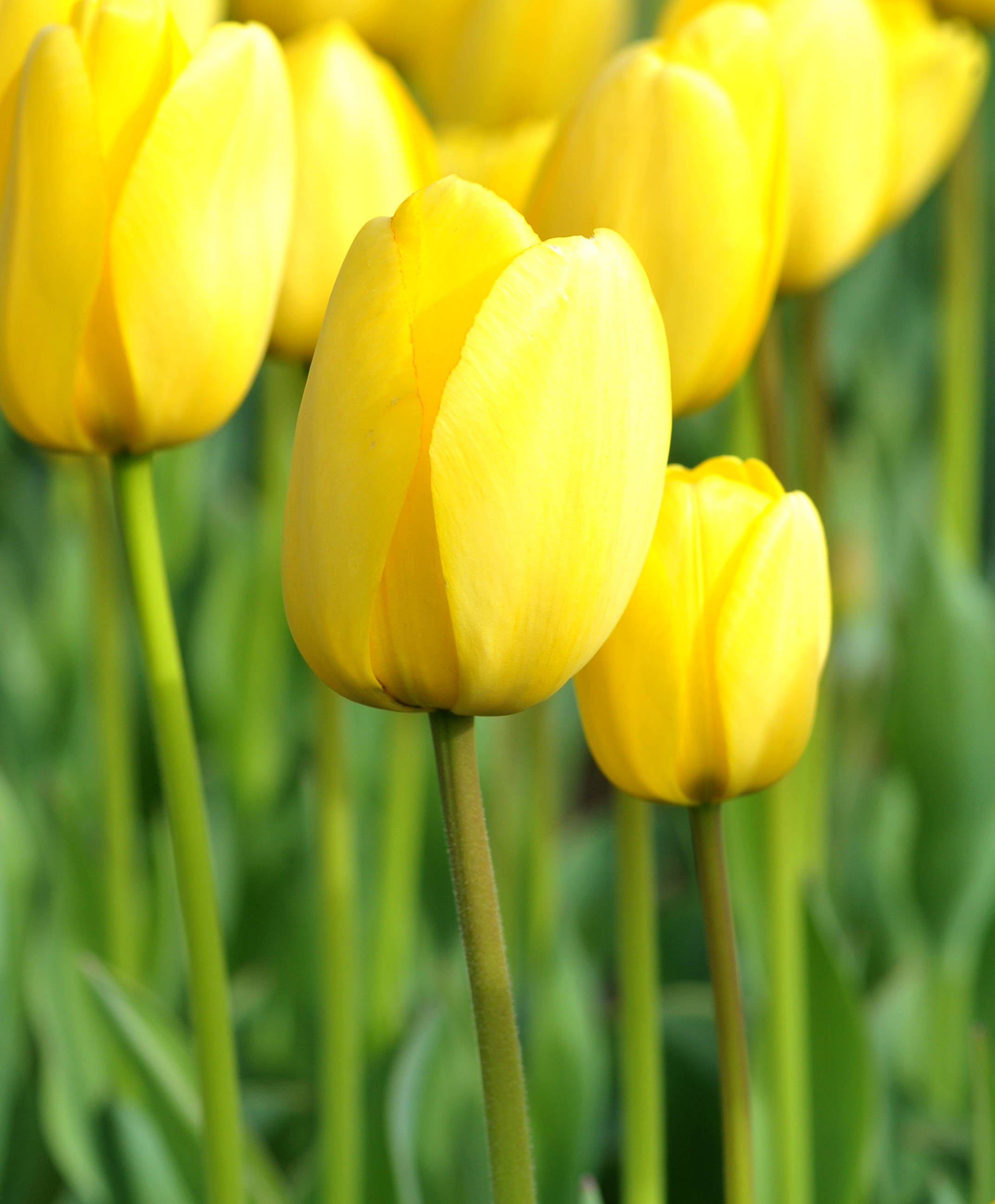 52298_D.-H.-Tulpen Golden Parade Nahaufnahme gelber Tulpen im Freien, einzelne Blüte im Vordergrund mit grünem Stiel und unscharfem Hintergrund