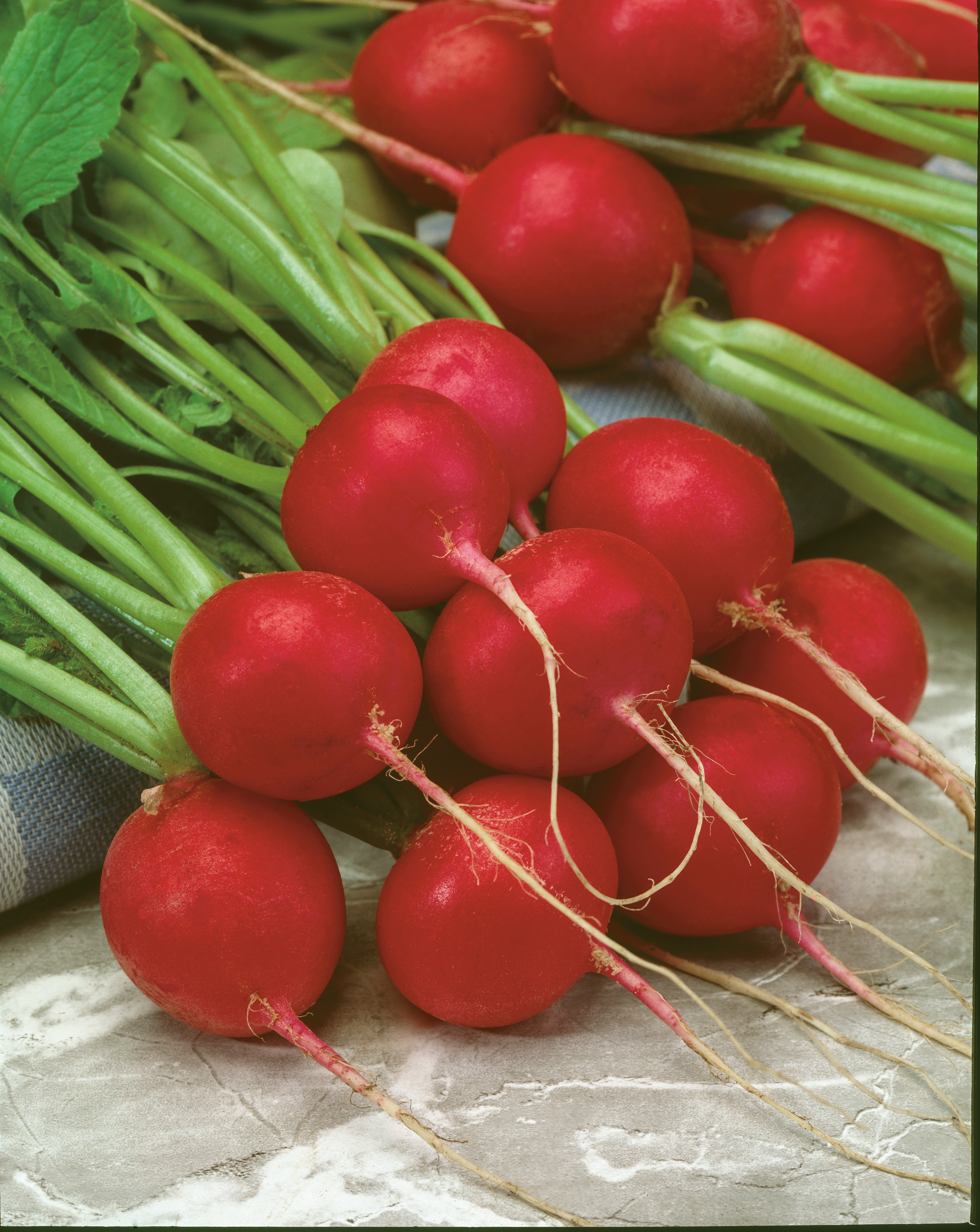 Radies (Sparpackung) Raxe