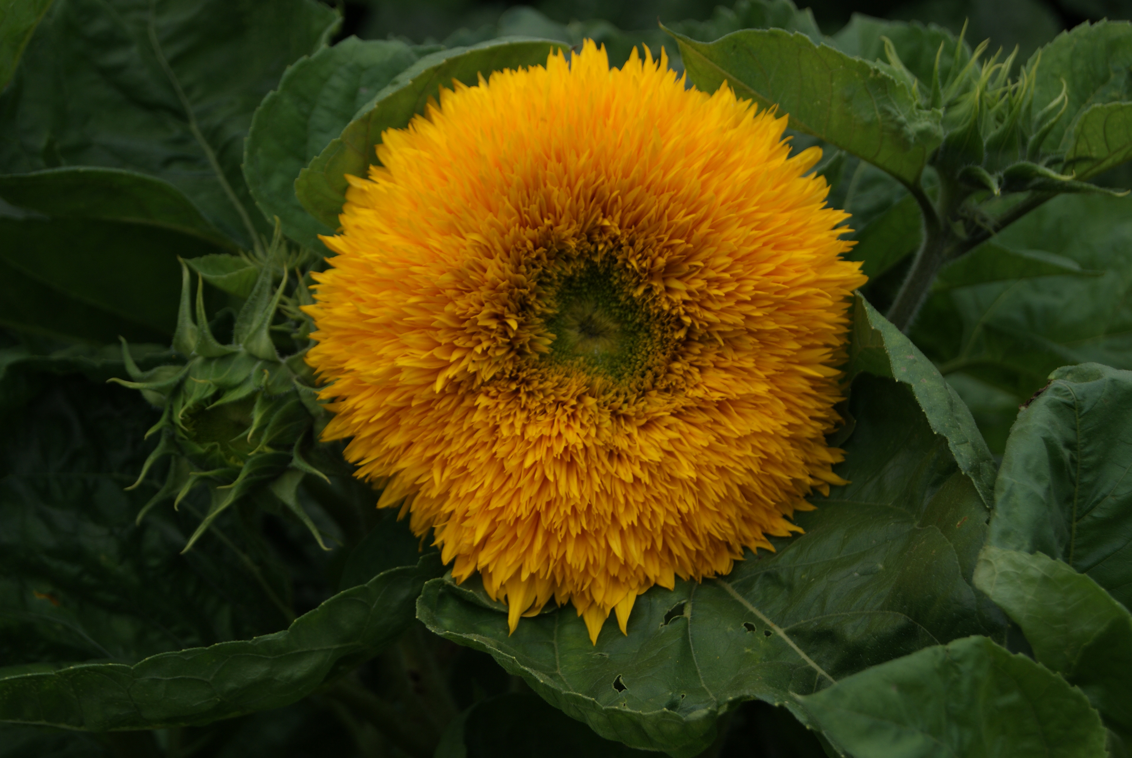 Nahaufnahme einer gefüllten, leuchtend gelben Sonnenblume (Sorte 'Teddy') mit dicht stehenden Blütenblättern vor großen dunkelgrünen Blättern