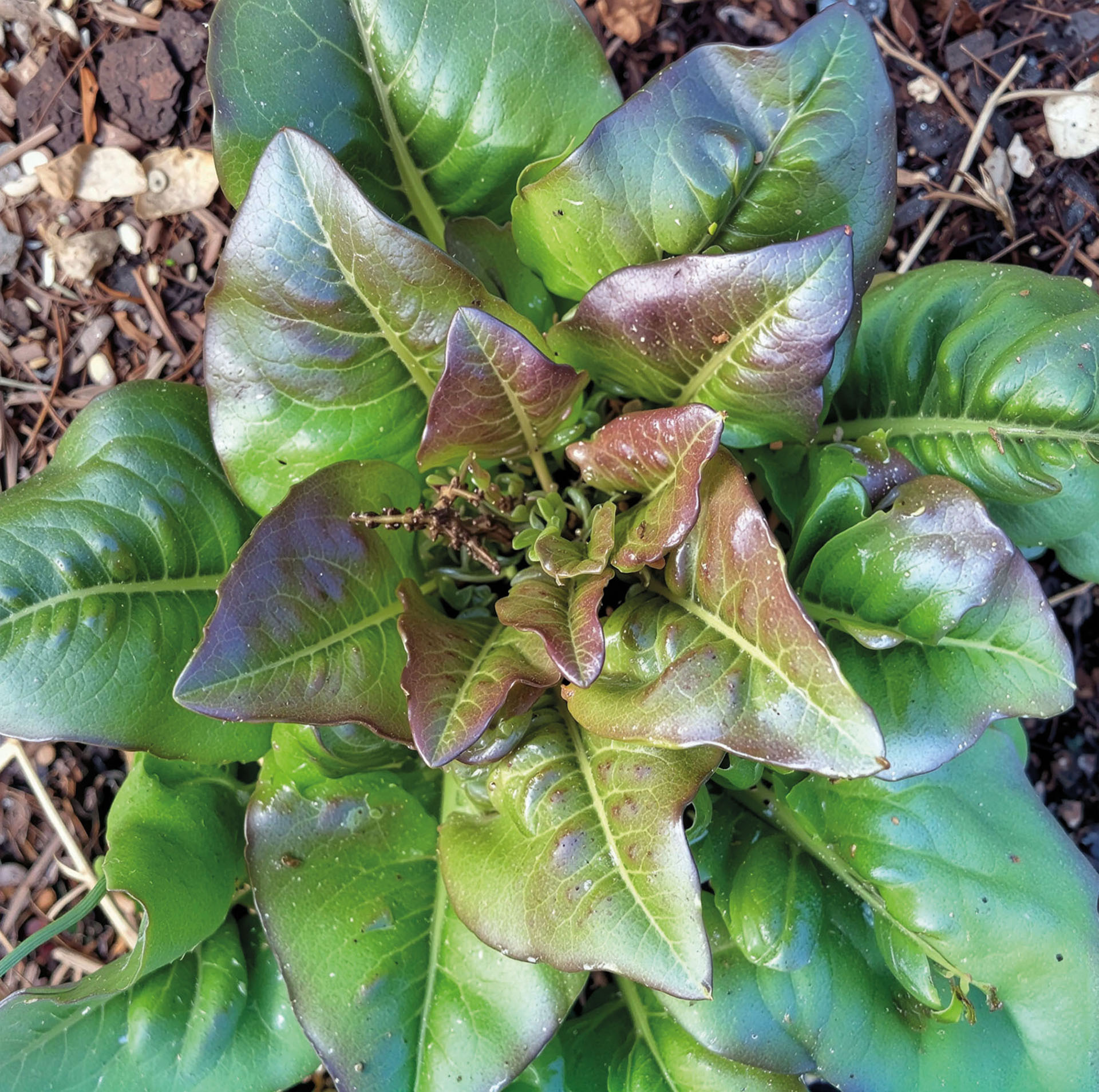 Kopfsalat Rote Hirschzunge