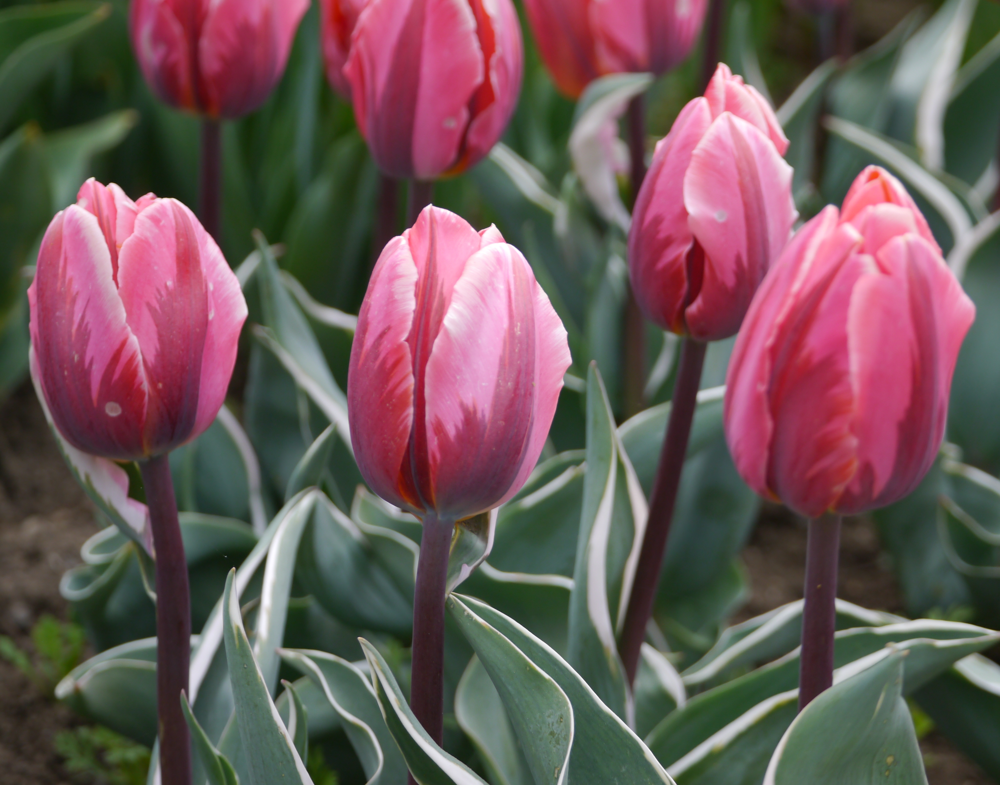 Nahaufnahme mehrerer rosa Tulpen mit dunkelroten Schattierungen und grün-weiß gerandeten Blättern auf einem Blumenbeet