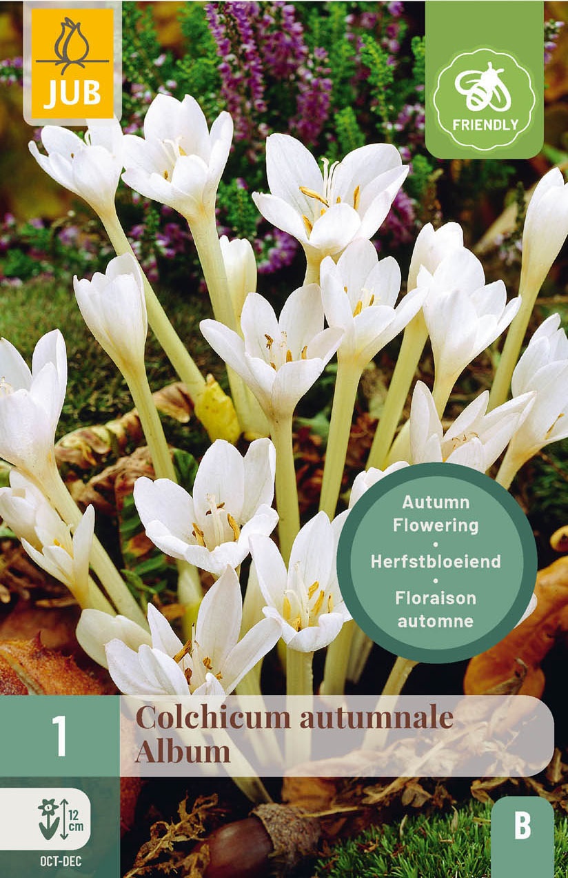 20277_Colchicum autumnale Album_312330 Packungsbild: Colchicum autumnale 'Album' (weiße Herbstzeitlose) in Nahaufnahme, mehrere aufrechte weiße Blüten mit gelben Staubgefäßen, trockenes Herbstlaub im Hintergrund, JUB-Logo und 'bee friendly'-Symbol, Angabe Blütezeit Okt–Dez, Wuchshöhe ca. 12 cm