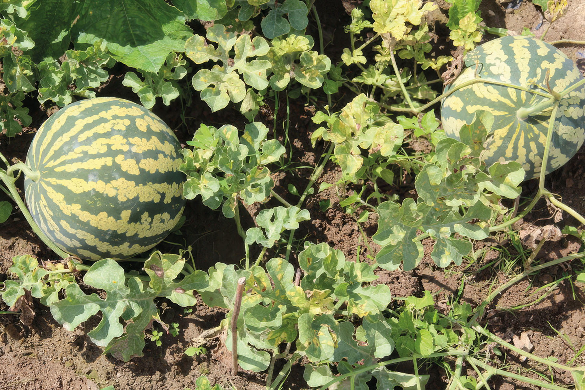 Wassermelone Red Seeded Citron