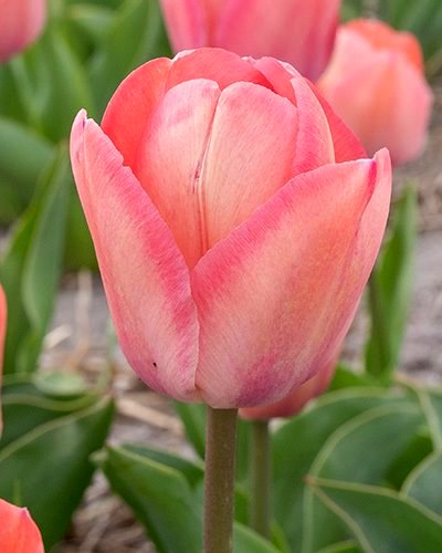 Nahaufnahme einer korallrosa Tulpe im Garten, geöffnete Blüte mit sichtbarem Stiel und grünem Blattwerk im Hintergrund