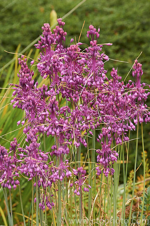 Detailaufnahme von lila blühenden Pflanzen mit langen Stängeln im Garten