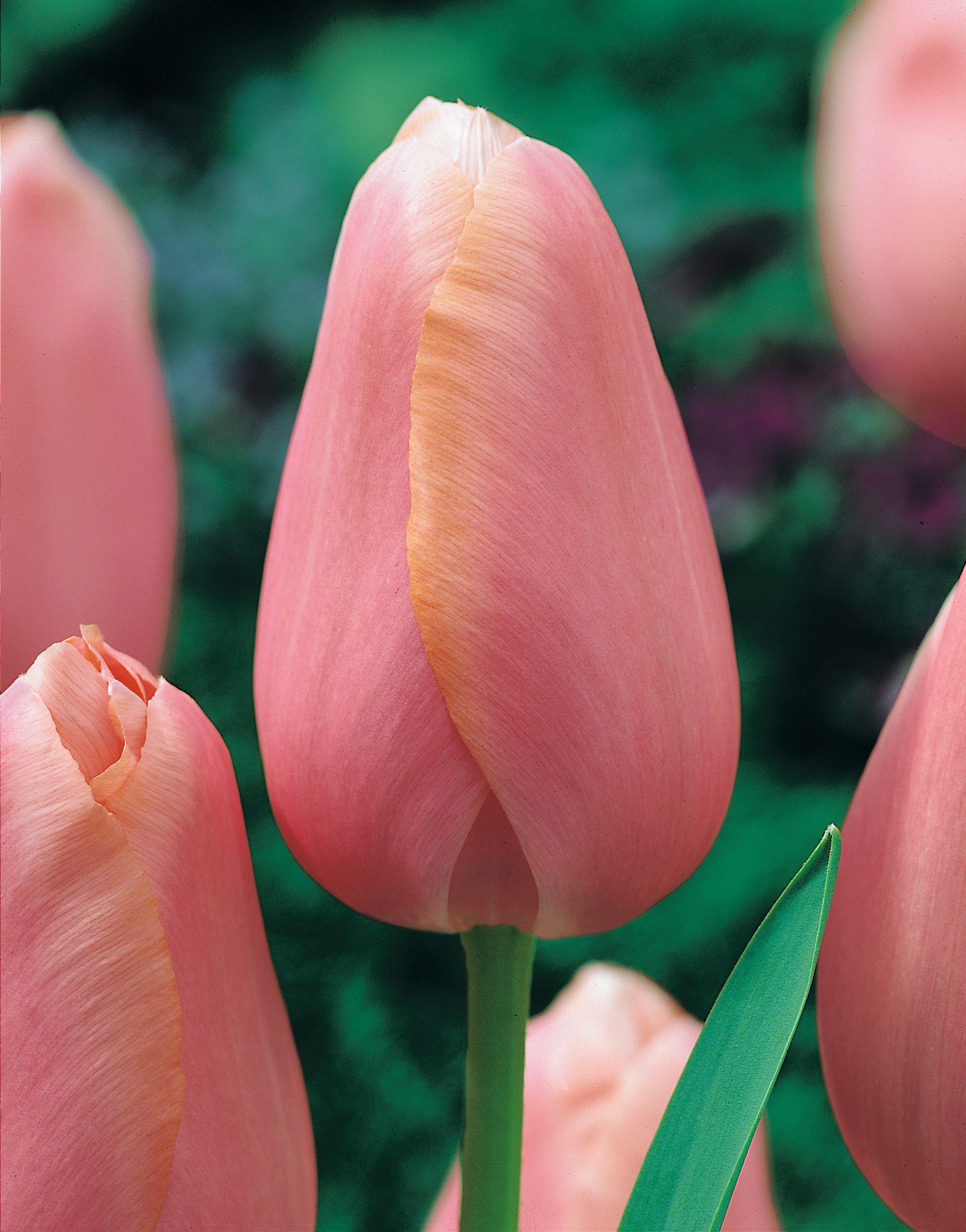 Nahaufnahme einer geschlossenen rosa bis pfirsichfarbenen Tulpenblüte mit sichtbarem grünem Stängel und Blatt vor unscharfem grünem Hintergrund