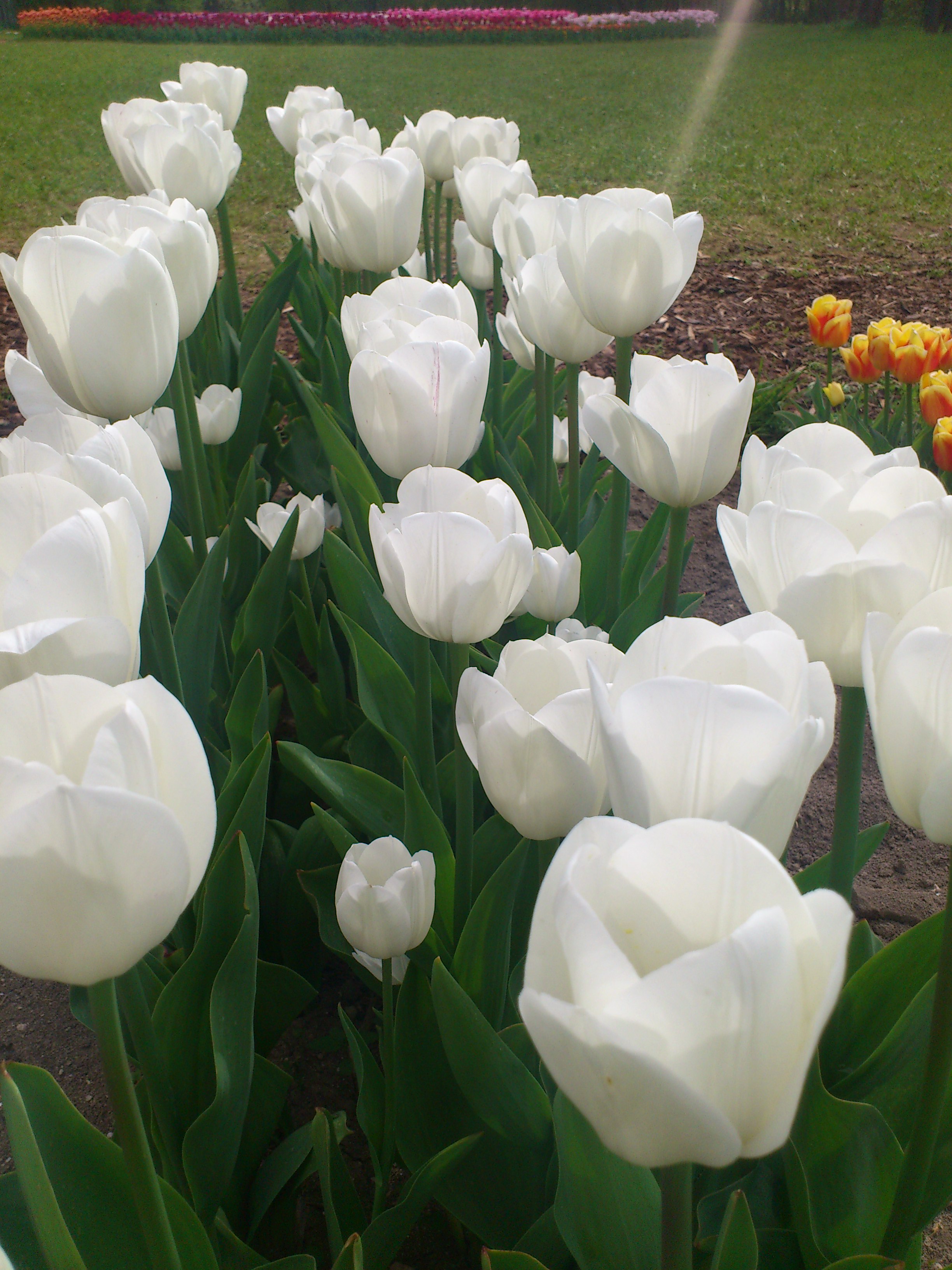 Nahaufnahme mehrerer weißer Tulpen in einem Blumenbeet mit grünem Laub und leichtem Sonnenstrahl, im Hintergrund unscharfe gelb-orange Tulpen und Rasen.