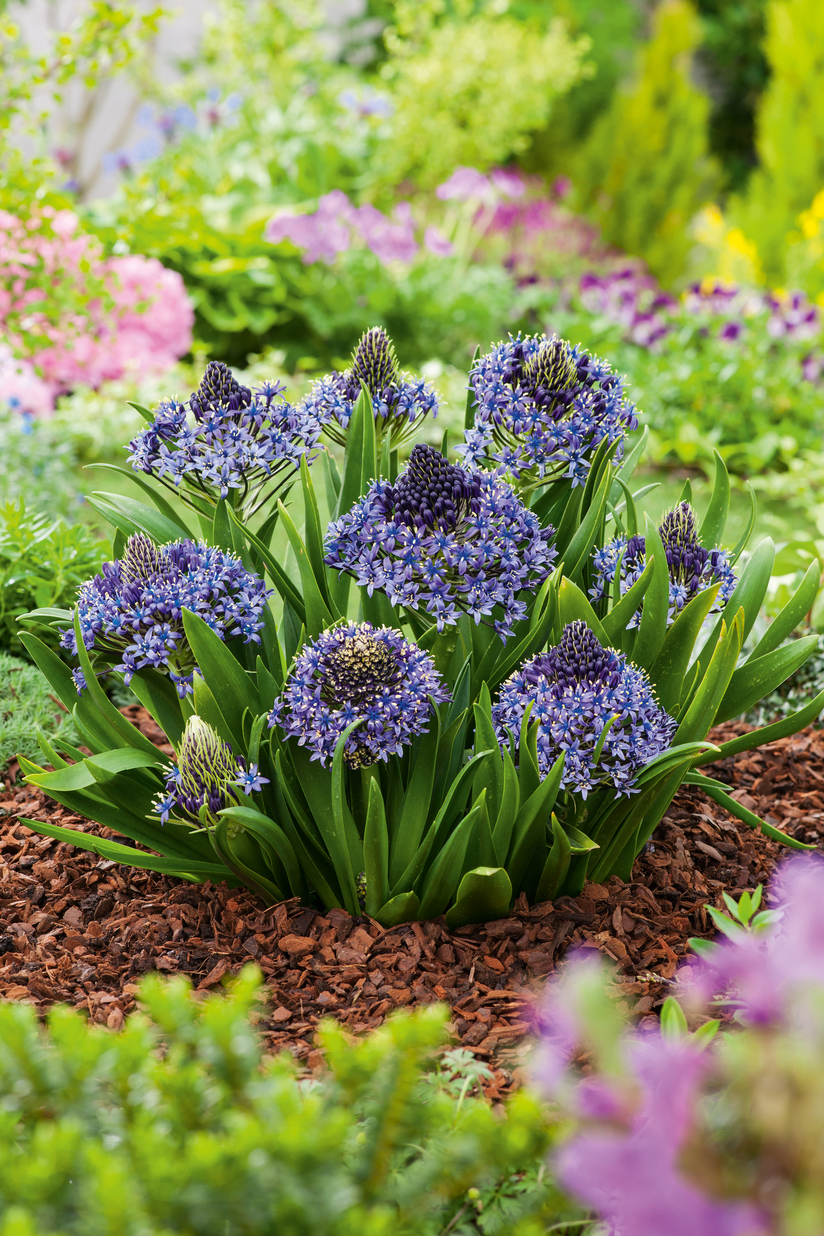 50135_Scilla_peruviana Nahaufnahme einer blühenden Scilla peruviana mit violett-blauen, sternförmigen Blütenständen und kräftig grünen Blättern im Gartenbeet auf Rindenmulch