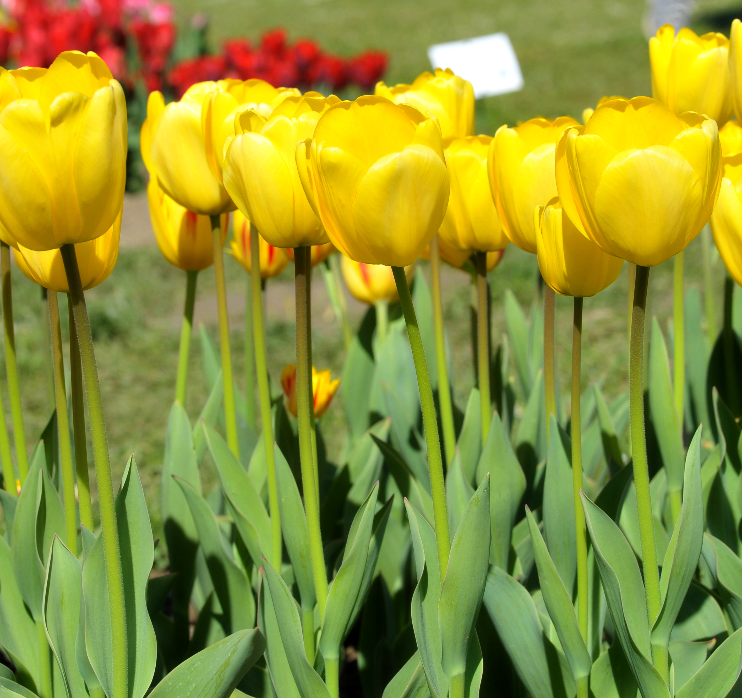 Nahaufnahme gelber Tulpen mit grünen Blättern im Beet, sonniger Frühlingsgarten