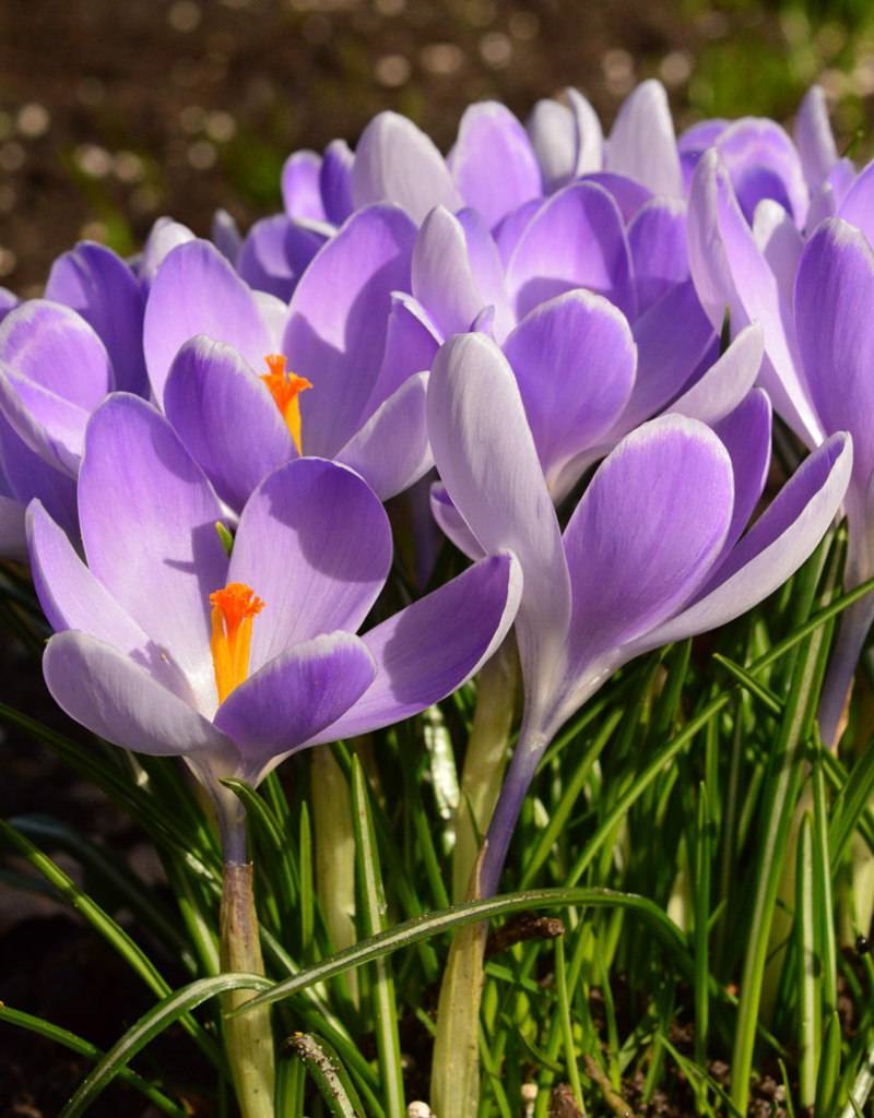Nahaufnahme mehrerer violetter Krokusse mit orangefarbenen Narben und schmalen grünen Blättern im Beet, zarte Blütenblätter im Sonnenschein