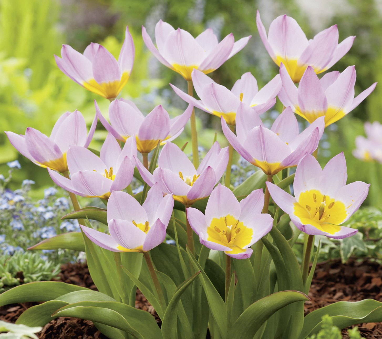 Mehrere rosa Tulpen mit gelbem Blütenzentrum in einem Blumenbeet, grüne Blätter und unscharfer Hintergrund