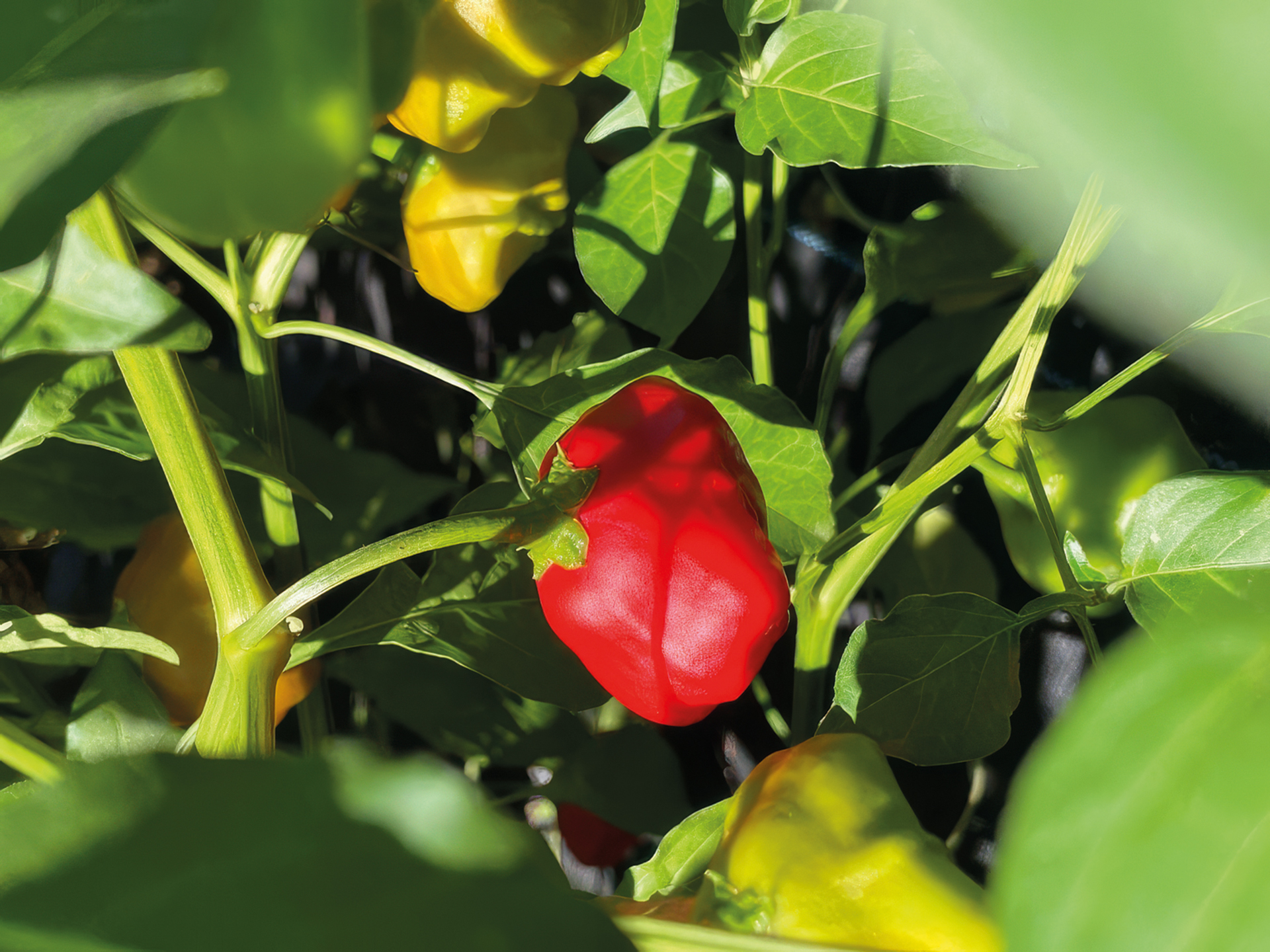 Kleine Paprika Glockenpaprika