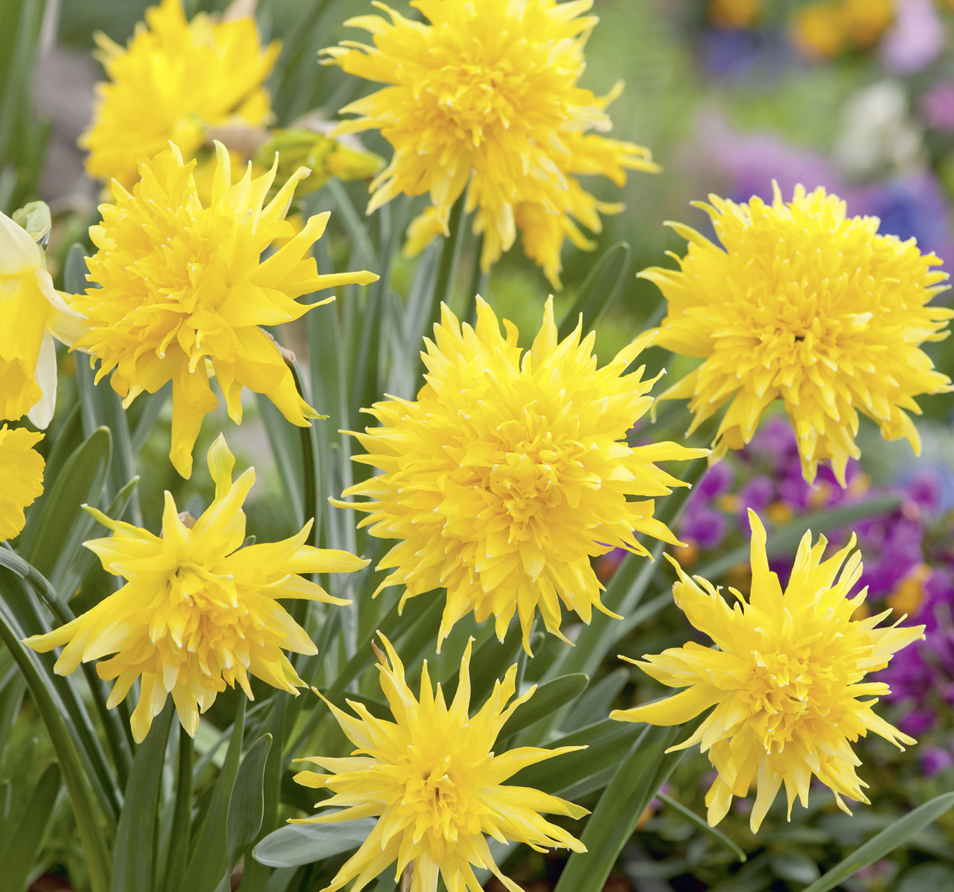53150_Gefüllte Narzissen Rip van Winkle Nahaufnahme mehrerer gefüllter gelber Narzissen mit zahlreichen schmalen Blütenblättern in einem Blumenbeet, lebendige Frühlingsblüten