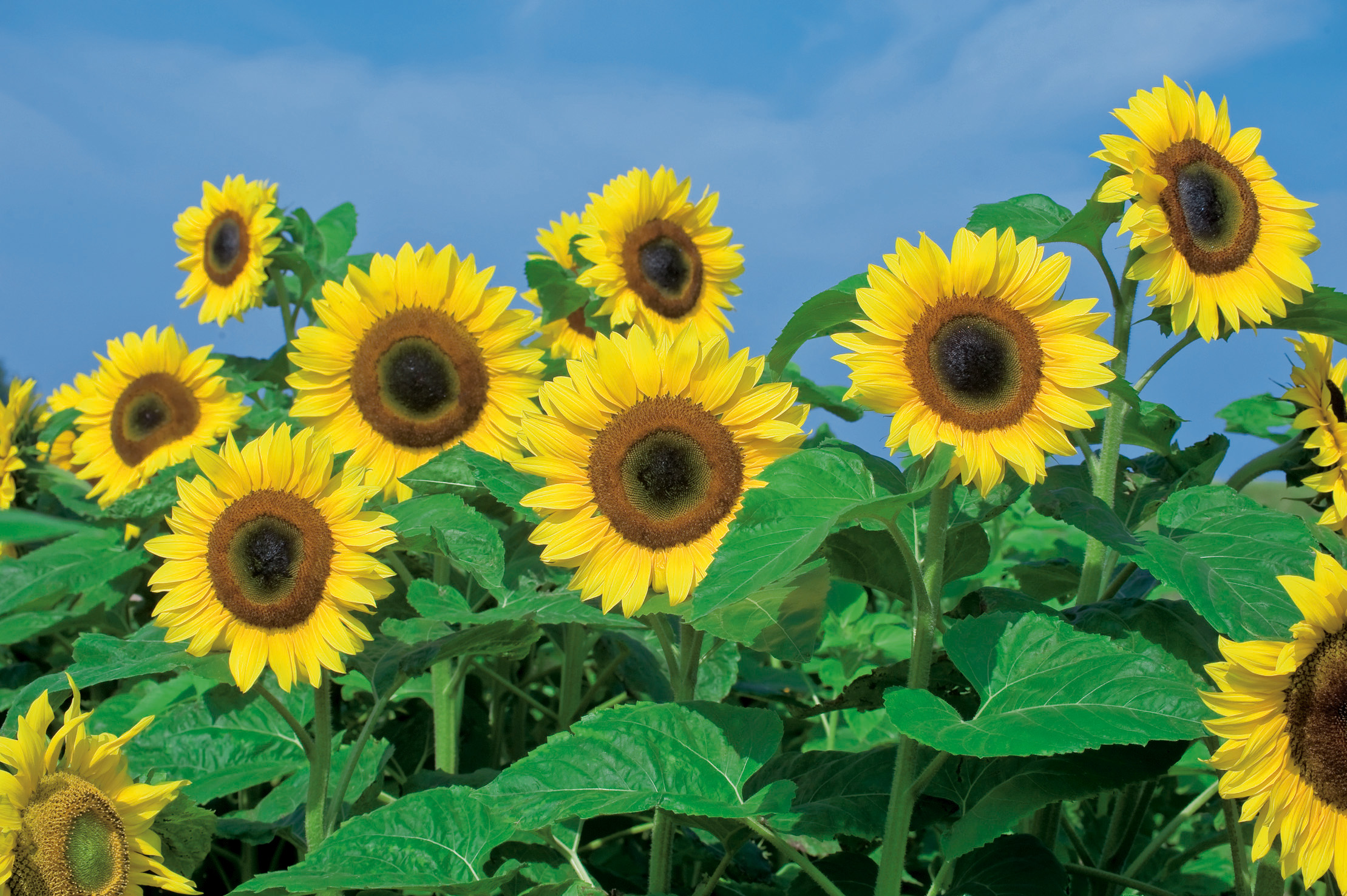 Mehrere leuchtend gelbe Sonnenblumen mit braunen Zentren in einem grünen Feld vor klarem blauem Himmel