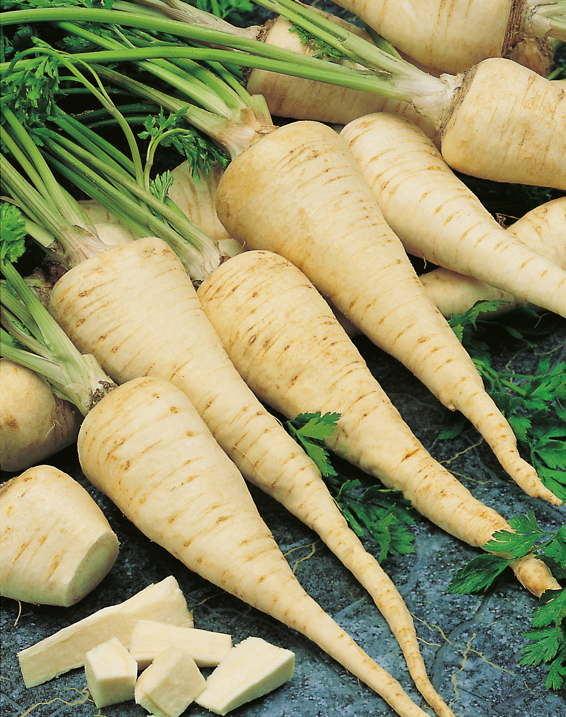 Petersilie Wurzel-Petersilie