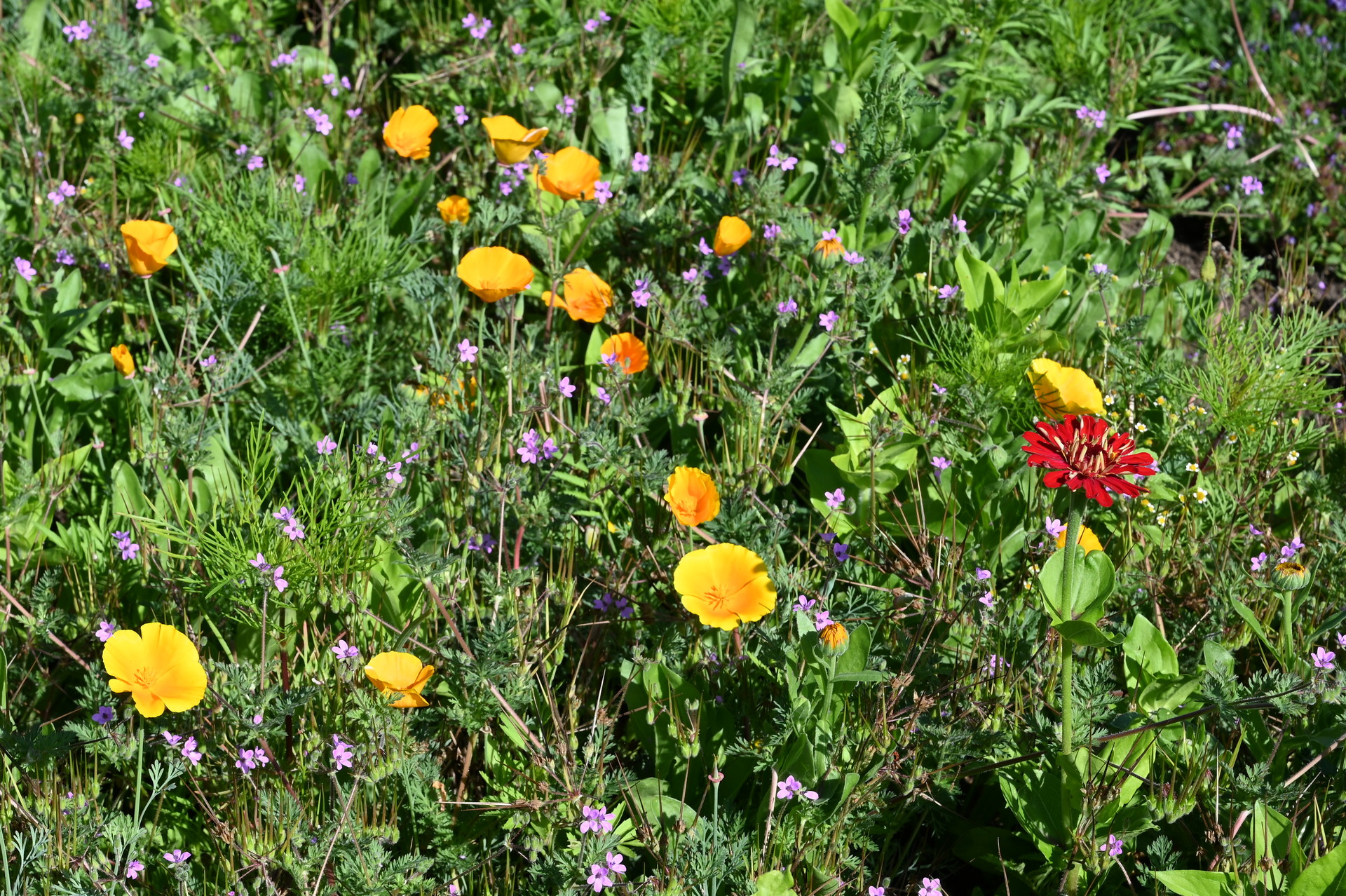 Bunte Wildblumenwiese im Sonnenschein mit leuchtend gelben kalifornischen Mohnblumen (Eschscholzia californica), zahlreichen kleinen violetten Wildblüten und einer auffälligen roten Zinnie