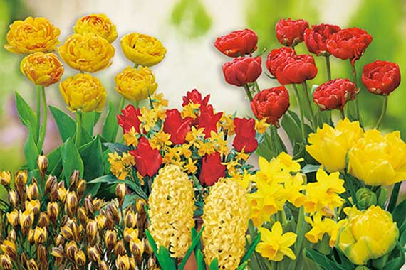 Mix Gelb-Roter Garten_FM Nahaufnahme bunter Frühlingsblumen mit roten und gelben Tulpen, gelben Narzissen und gelben Hyazinthen vor unscharfem grün-weißem Hintergrund