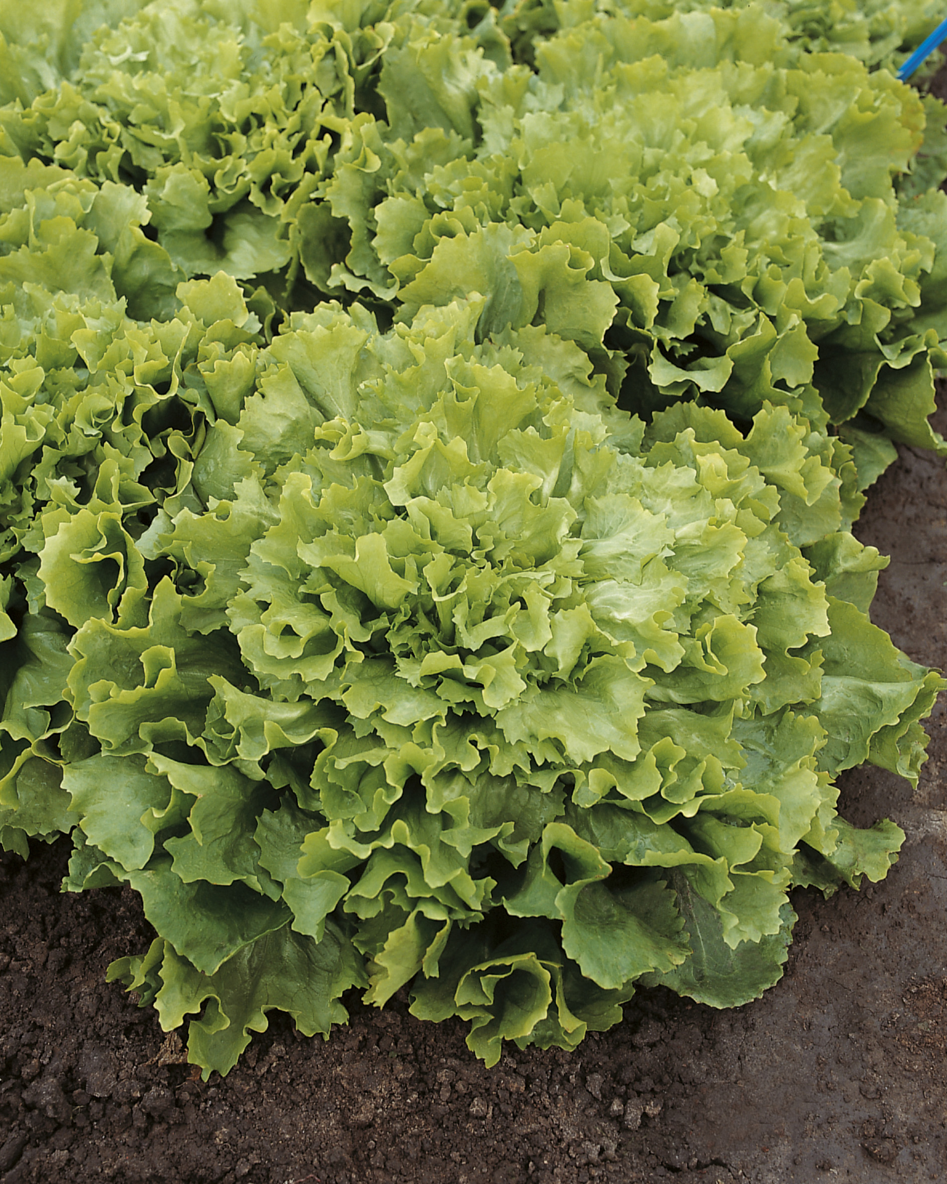 Nahaufnahme eines grünen Kopfsalats mit krausen, hellgrünen Blättern, frisch im Gartenbeet gewachsen