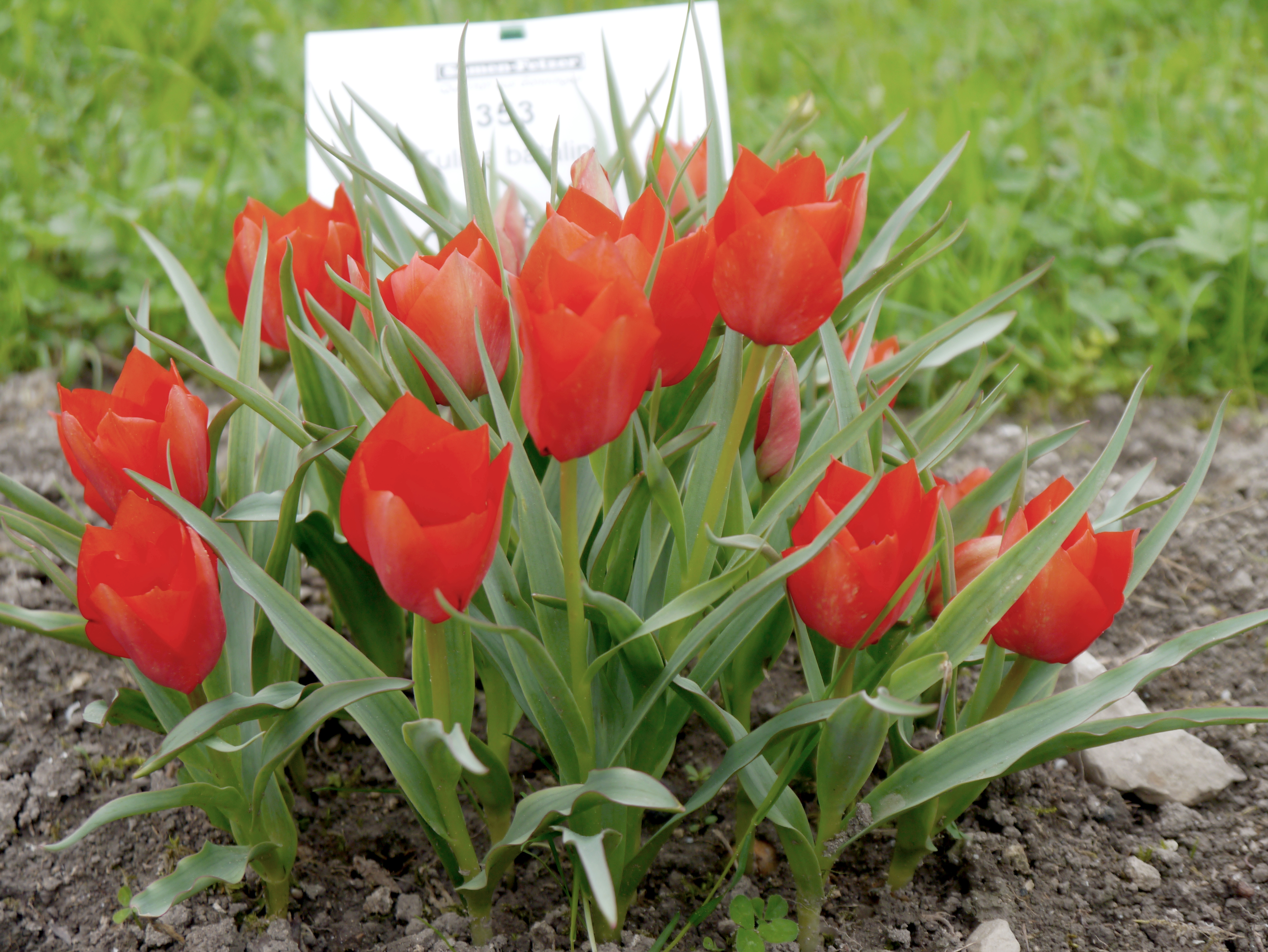 Blühende Tulipa batalini Red Jewel mit scharlachroten Blüten im Beet – Wildtulpe für Frühlingsgarten, Beet und Töpfe in Profi-Qualität