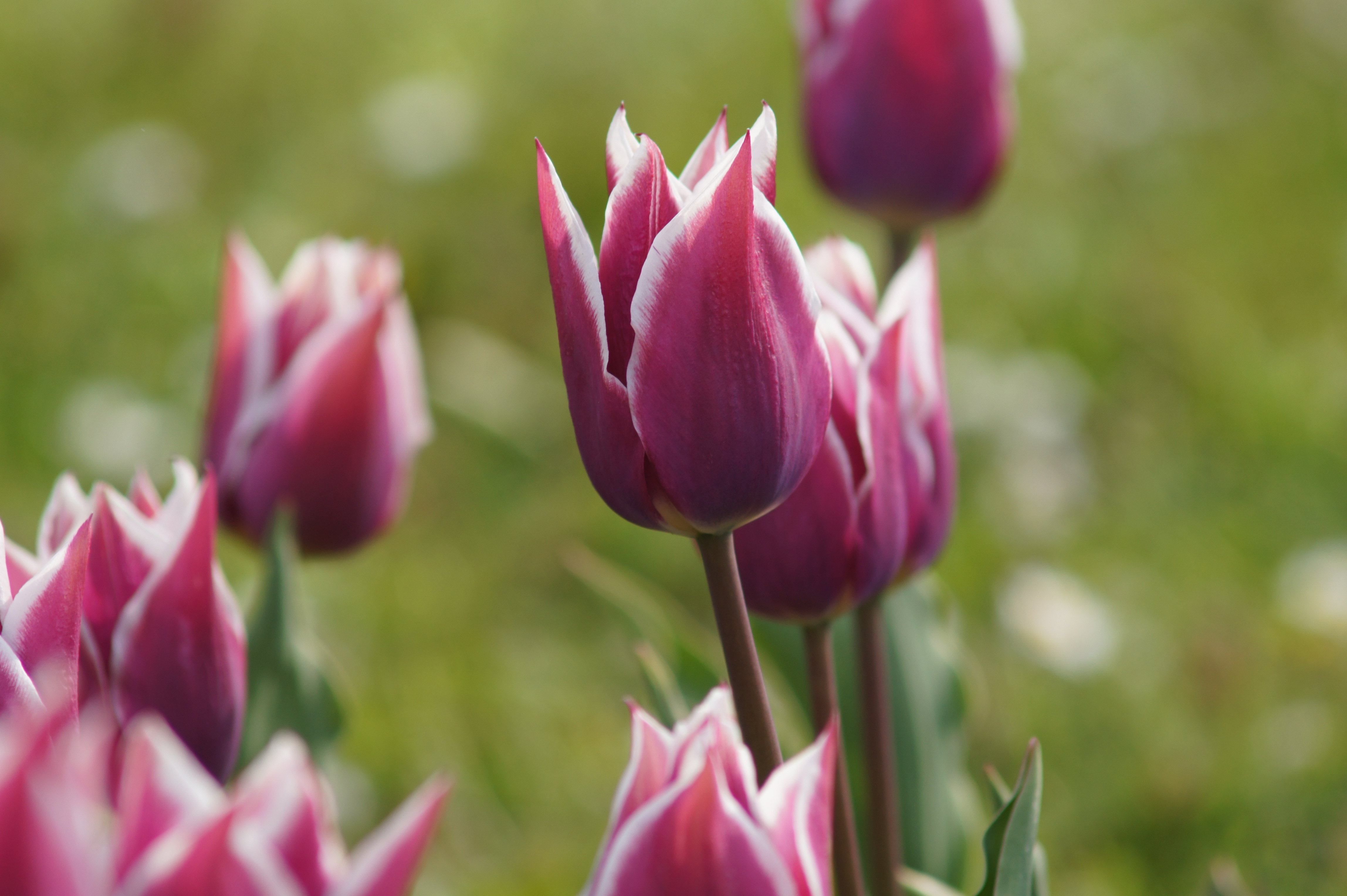 Nahaufnahme von violett-pinken Tulpen mit weißen Rändern vor unscharfem grünem Hintergrund