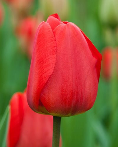 Nahaufnahme der Darwin-Hybrid-Tulpe Apeldoorn mit großer, kräftig roter Blüte – wetterfeste Beet- und Schnittblume, ideal zur Verwilderung im Garten