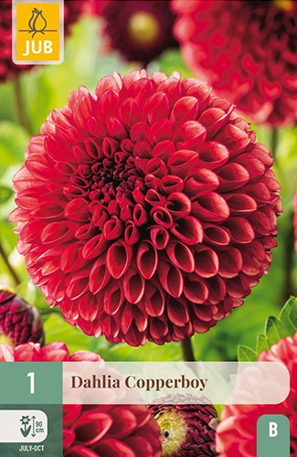 Ball-Dahlie Copperboy