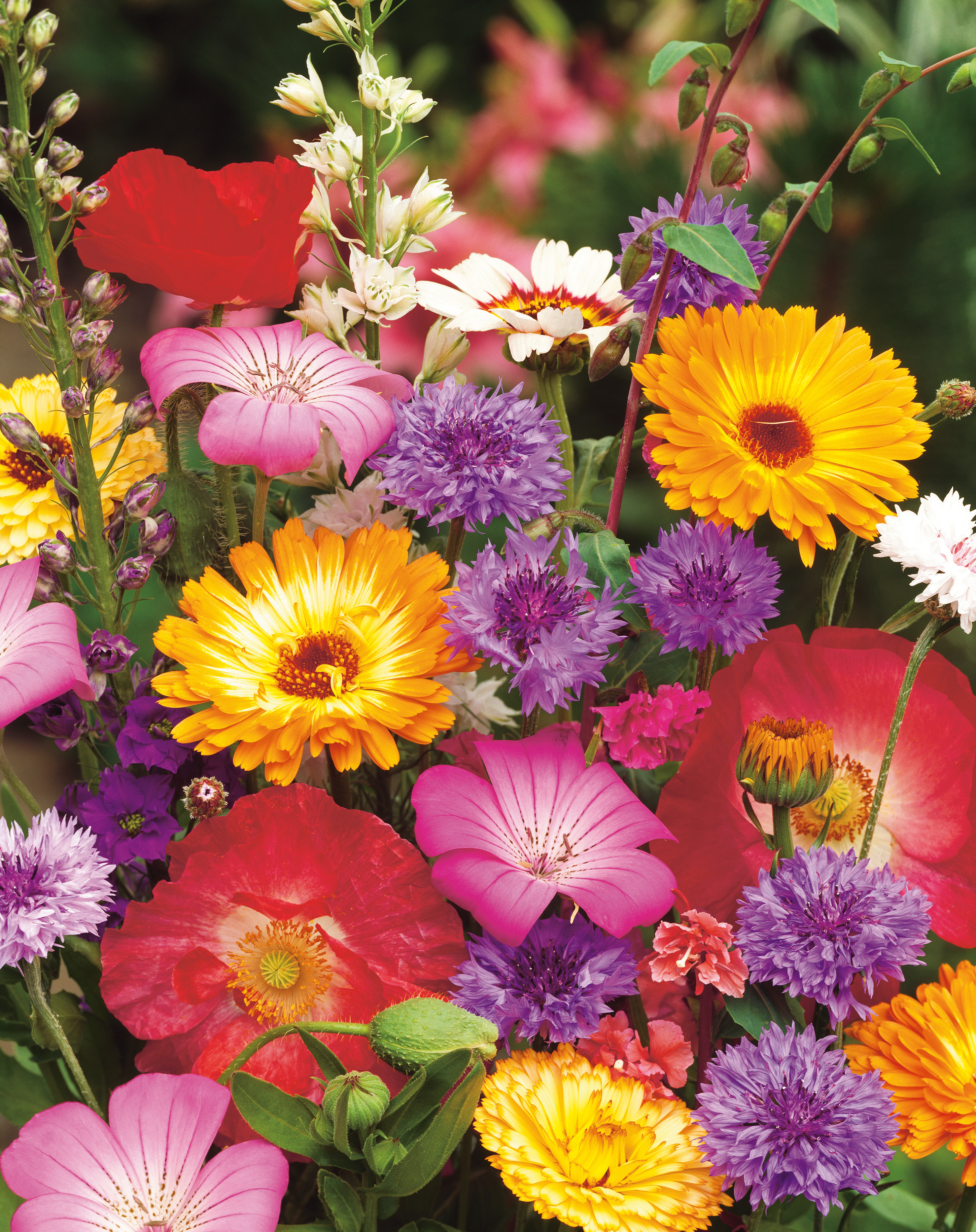 Nahaufnahme eines bunten Sommerblumenstraußes mit leuchtend gelben Ringelblumen, violetten Kornblumen, roten Mohnblüten sowie rosa und weißen Zierblüten auf grünem Blattwerk