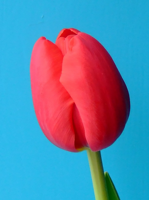 Nahaufnahme einer roten Tulpenblüte mit grünem Stängel vor einfarbigem blauen Hintergrund