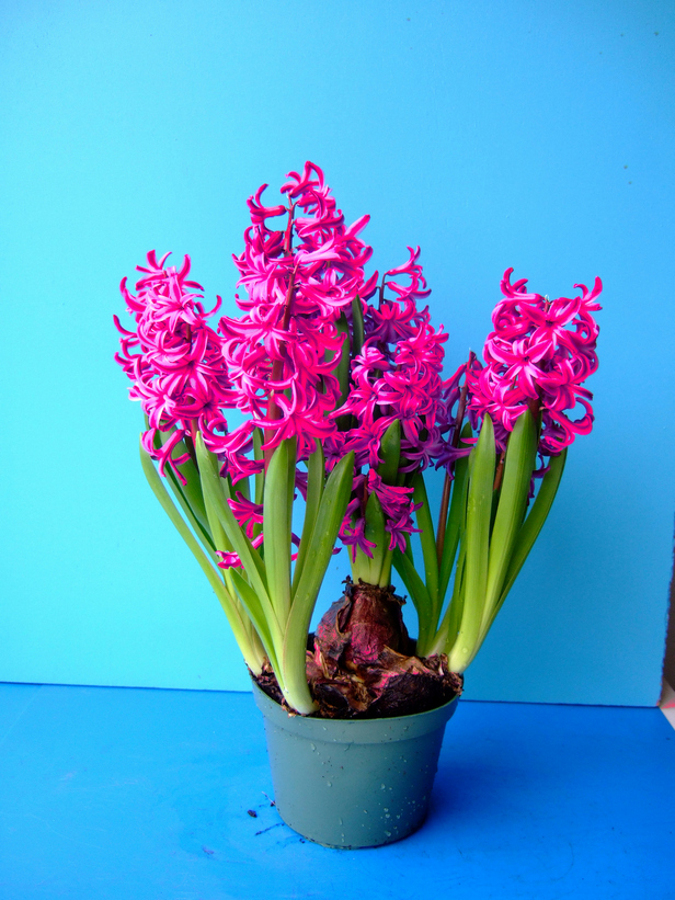 MultiRood2022 (4) Topf mit mehreren pinken Hyazinthen in voller Blüte, sichtbare Blumenzwiebeln und grüne Blätter vor hellblauem Hintergrund