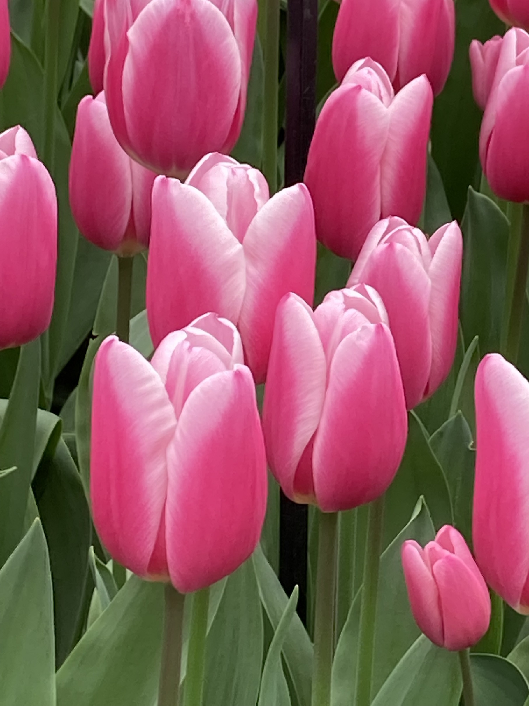 Nahaufnahme von pinken Tulpen in voller Blüte im Garten