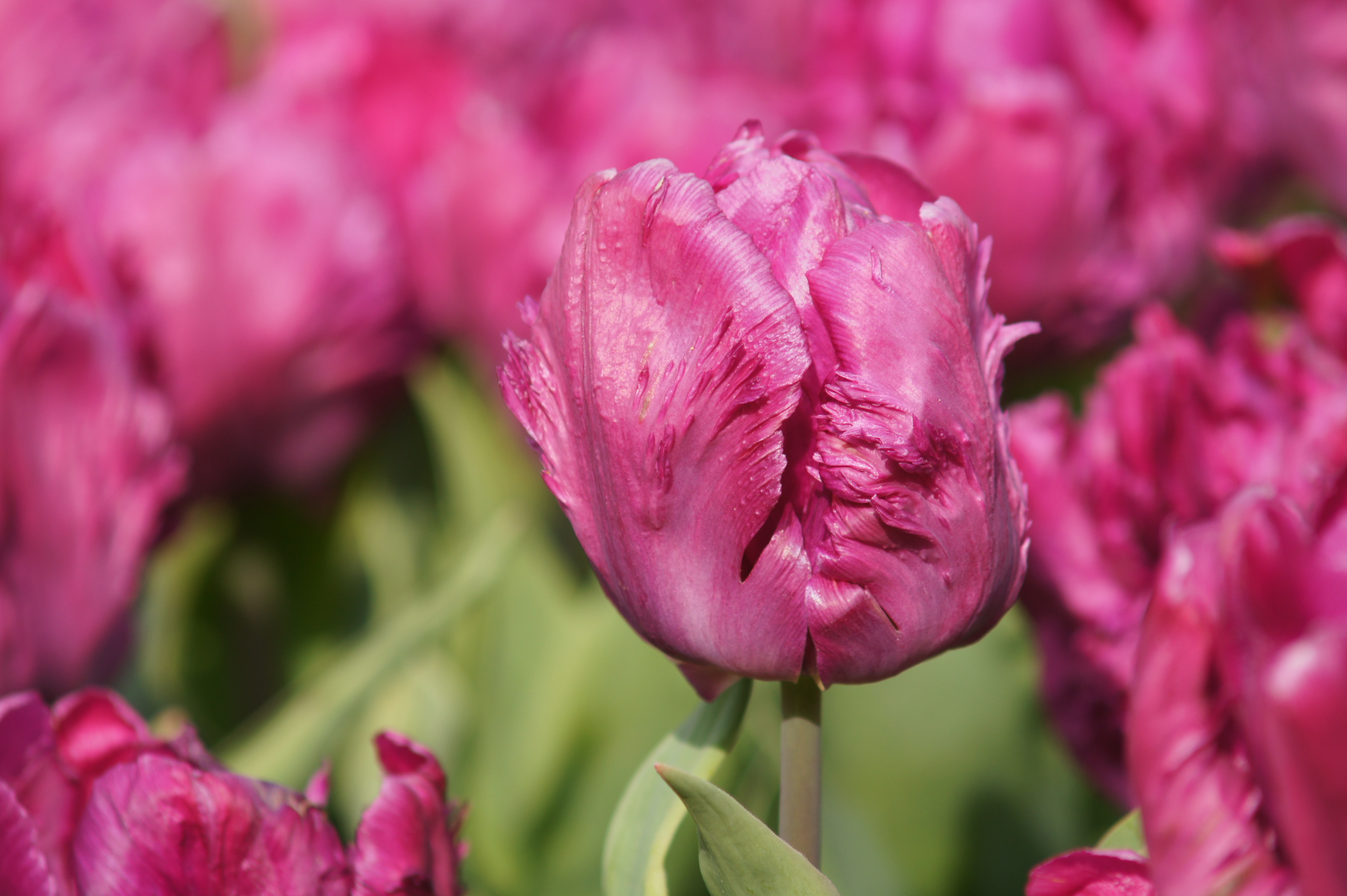 Fleurige rosa Tulpe in einem blühenden Garten