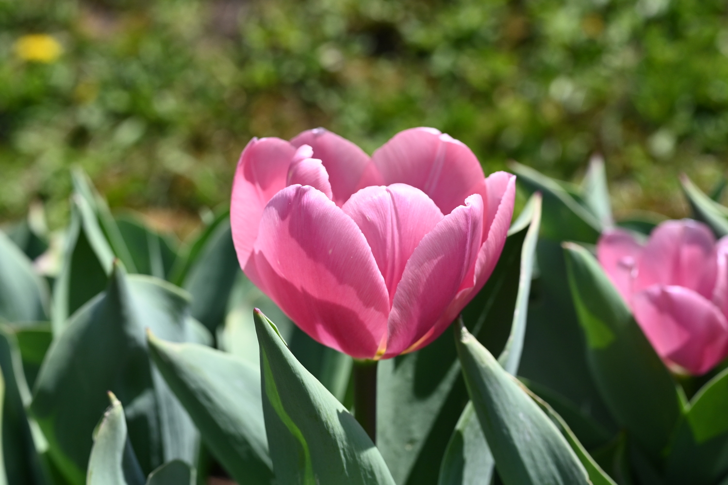 Nahaufnahme einer rosa Tulpe mit grünen Blättern und unscharfem Hintergrund