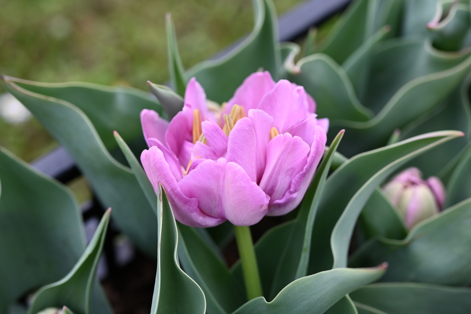 Nahaufnahme einer rosa gefüllten, doppelblütigen Tulpe mit grünen Blättern im Beet