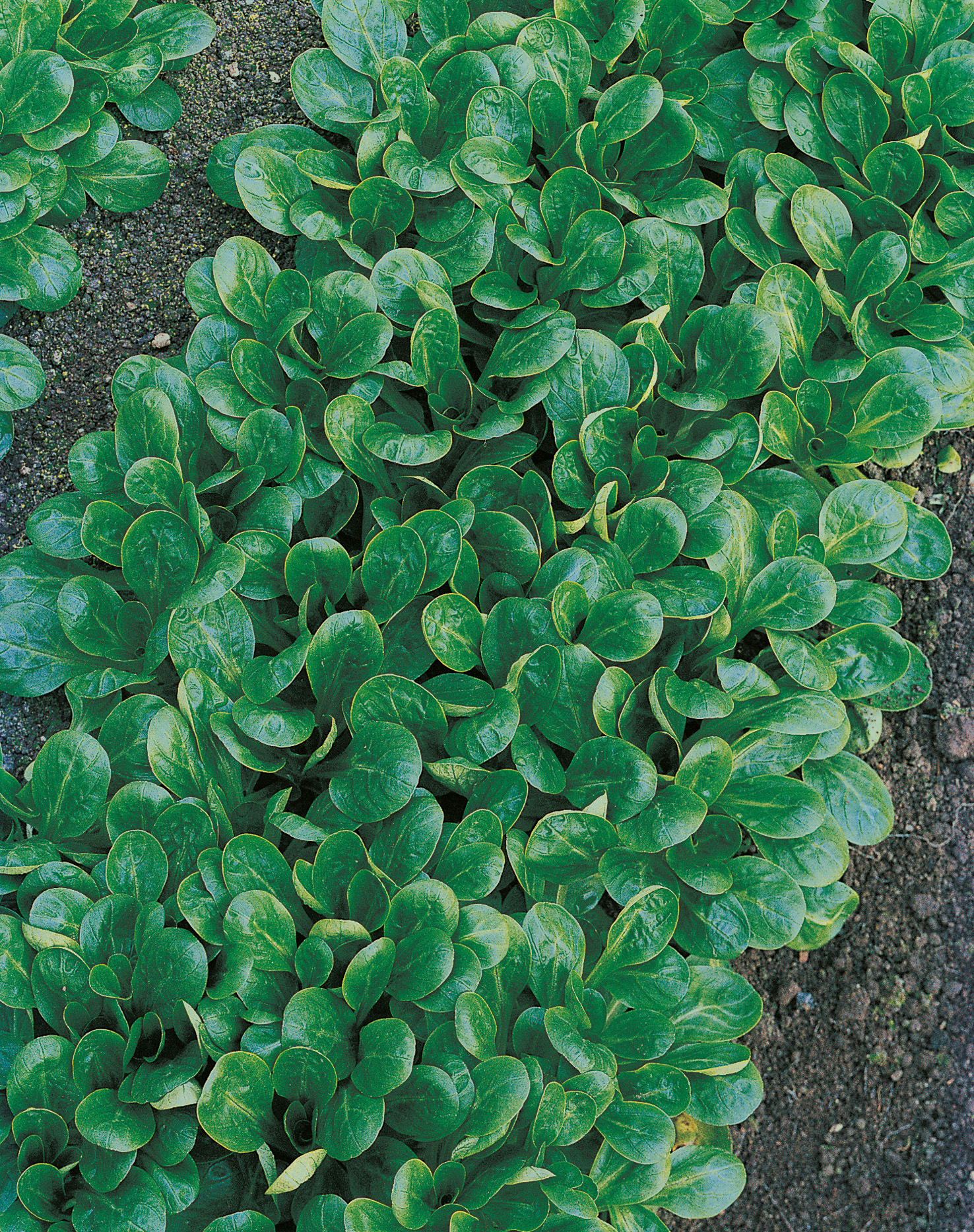 Nahaufnahme von dicht wachsenden Feldsalatblättern auf dunkler Gartenerde