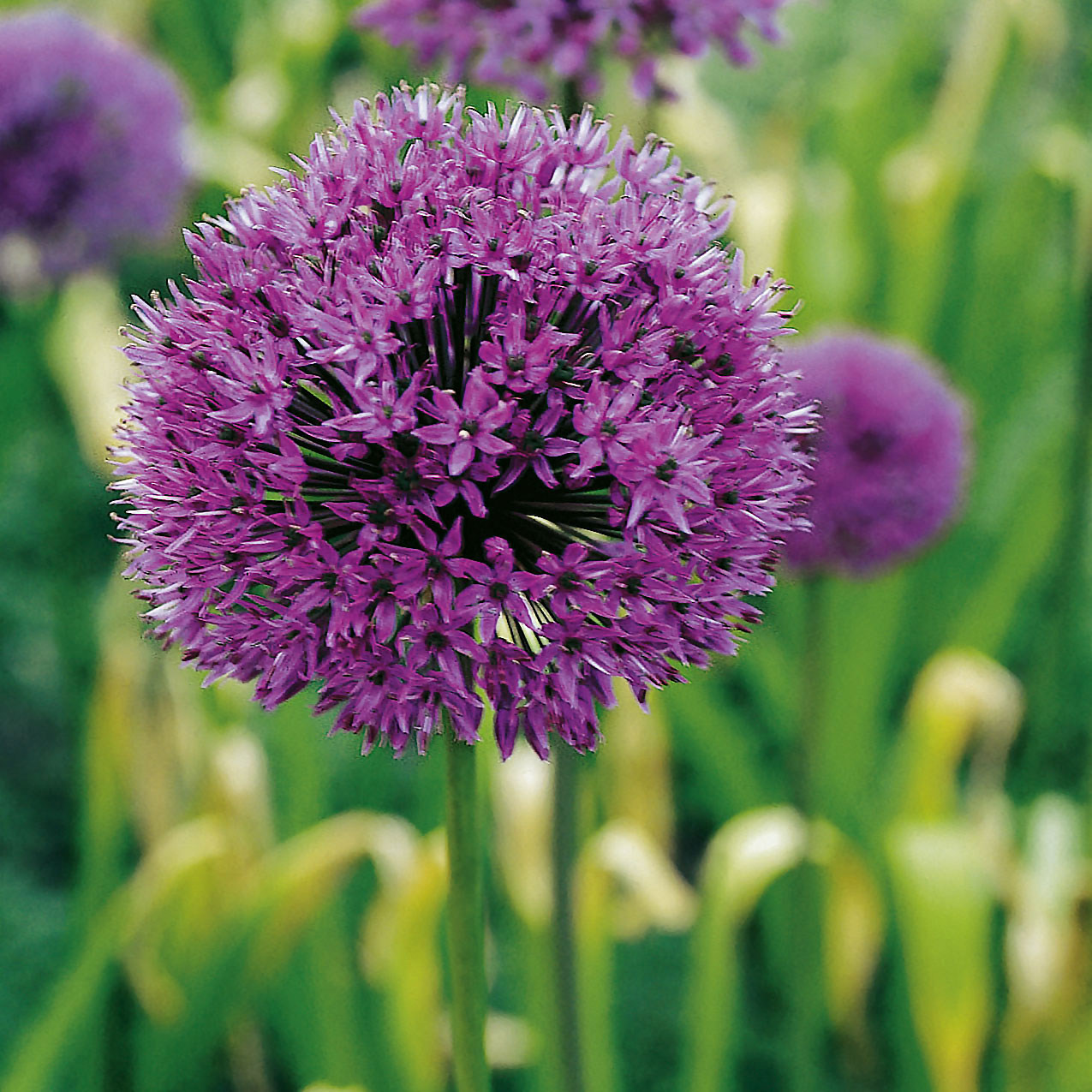 Nahaufnahme einer purpurblühenden Zierlauchblume, umgeben von grünem Laub.