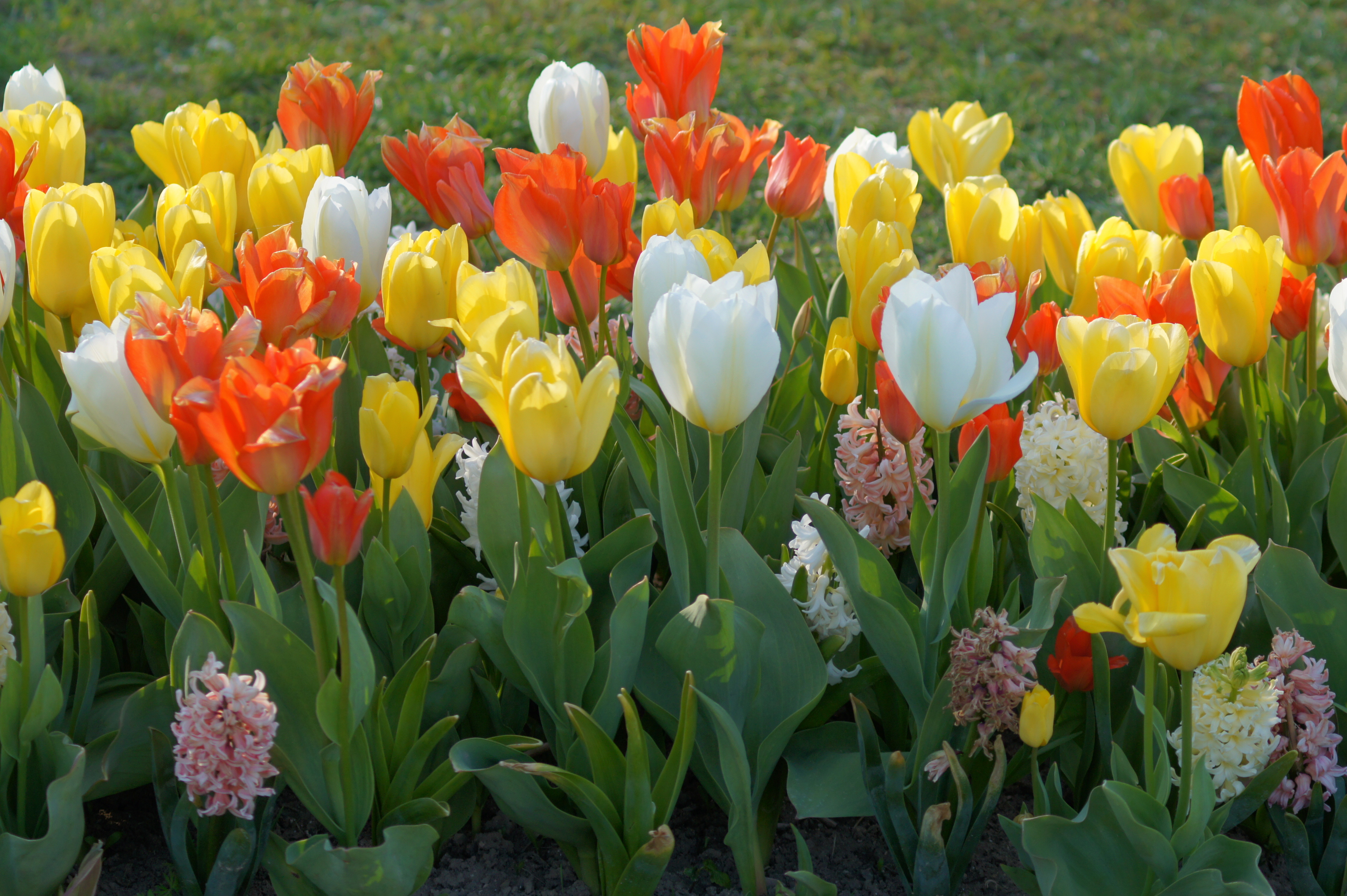 51041_Mademoiselle Pastell Nahaufnahme eines Tulpenbeets mit gelben, weißen und orangefarbenen Tulpen und vereinzelten Hyazinthen im Frühling
