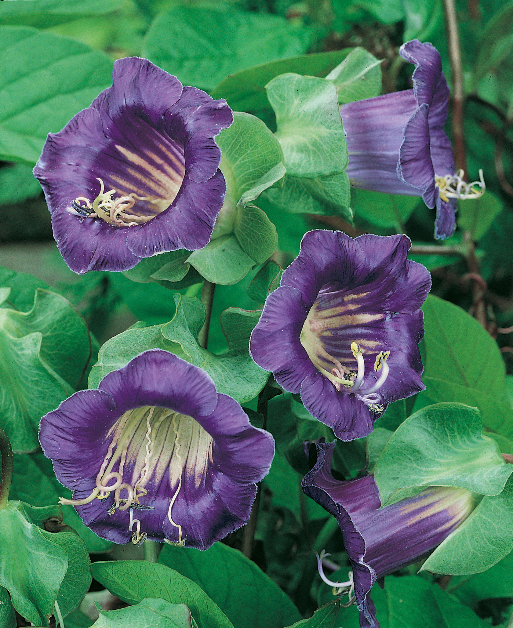 Nahaufnahme der Glockenrebe (Cobaea scandens) mit mehreren großen violetten, glockenförmigen Blüten, sichtbaren Staubfäden und kräftigen grünen Blättern.