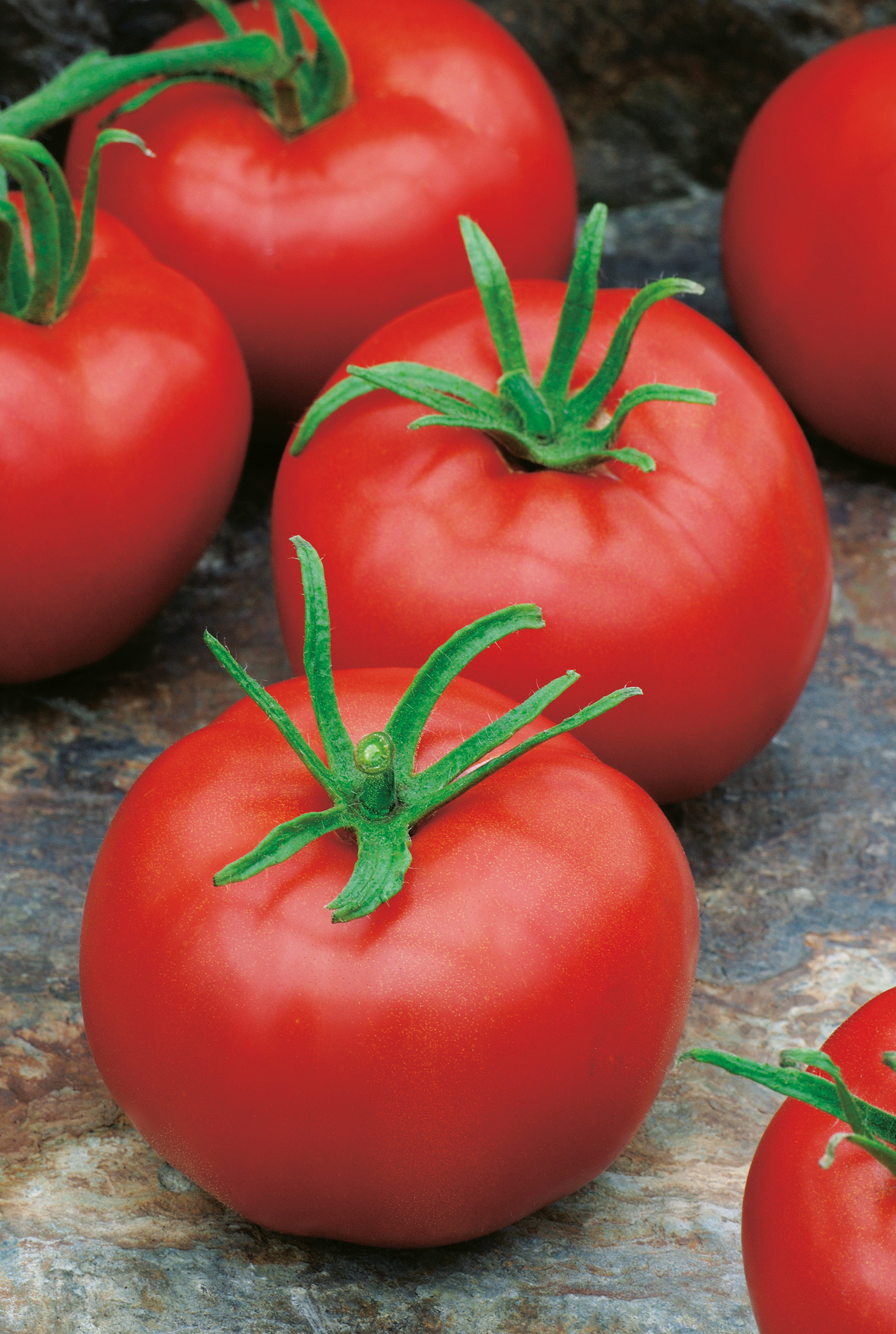 Nahaufnahme mehrerer reifer roter Tomaten mit grünen Kelchen auf steinigem Untergrund