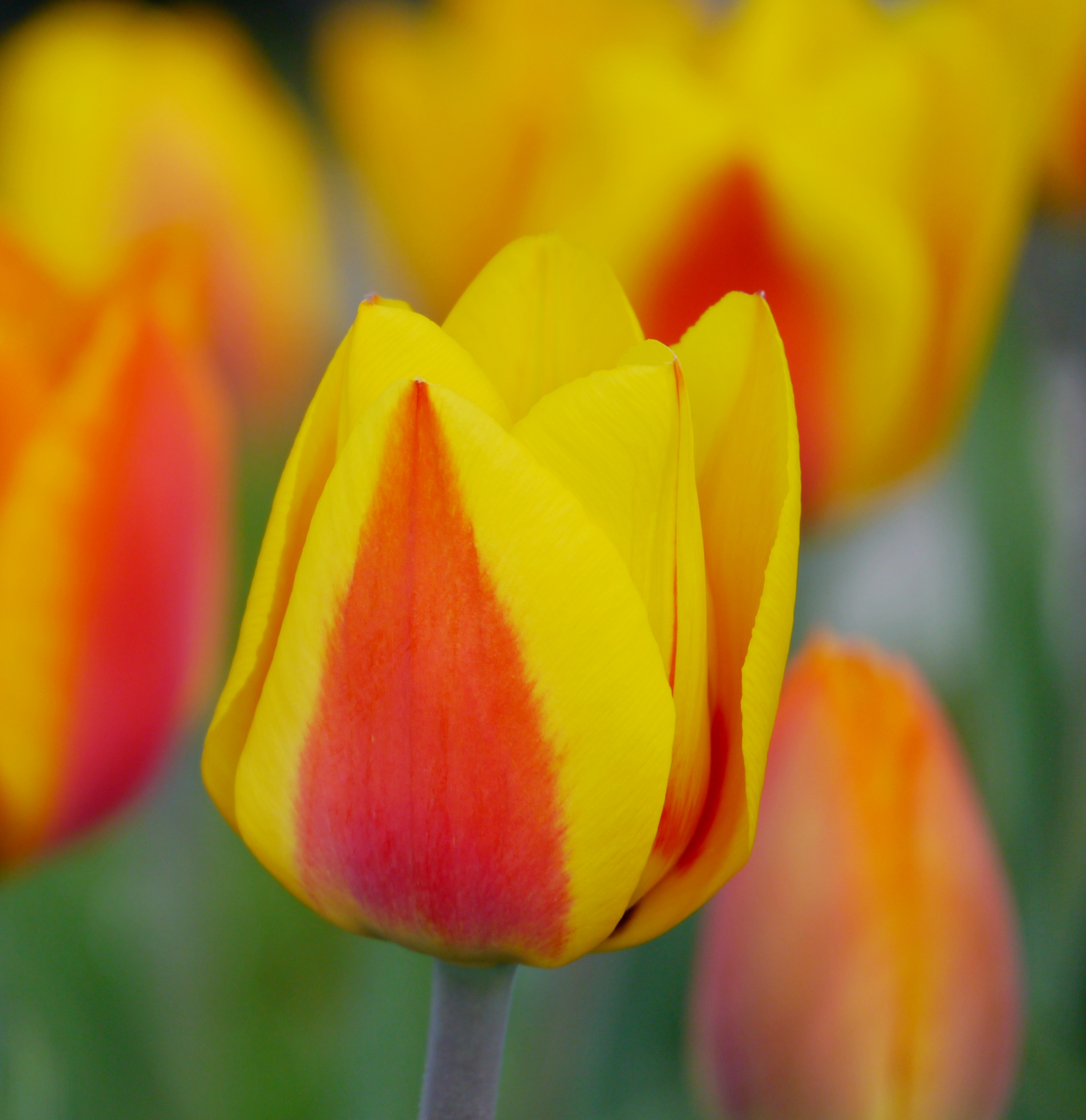 Nahaufnahme einer gelb-roten Tulpe mit rotem Flammenmuster auf gelben Blütenblättern, unscharfer Hintergrund mit weiteren Tulpen