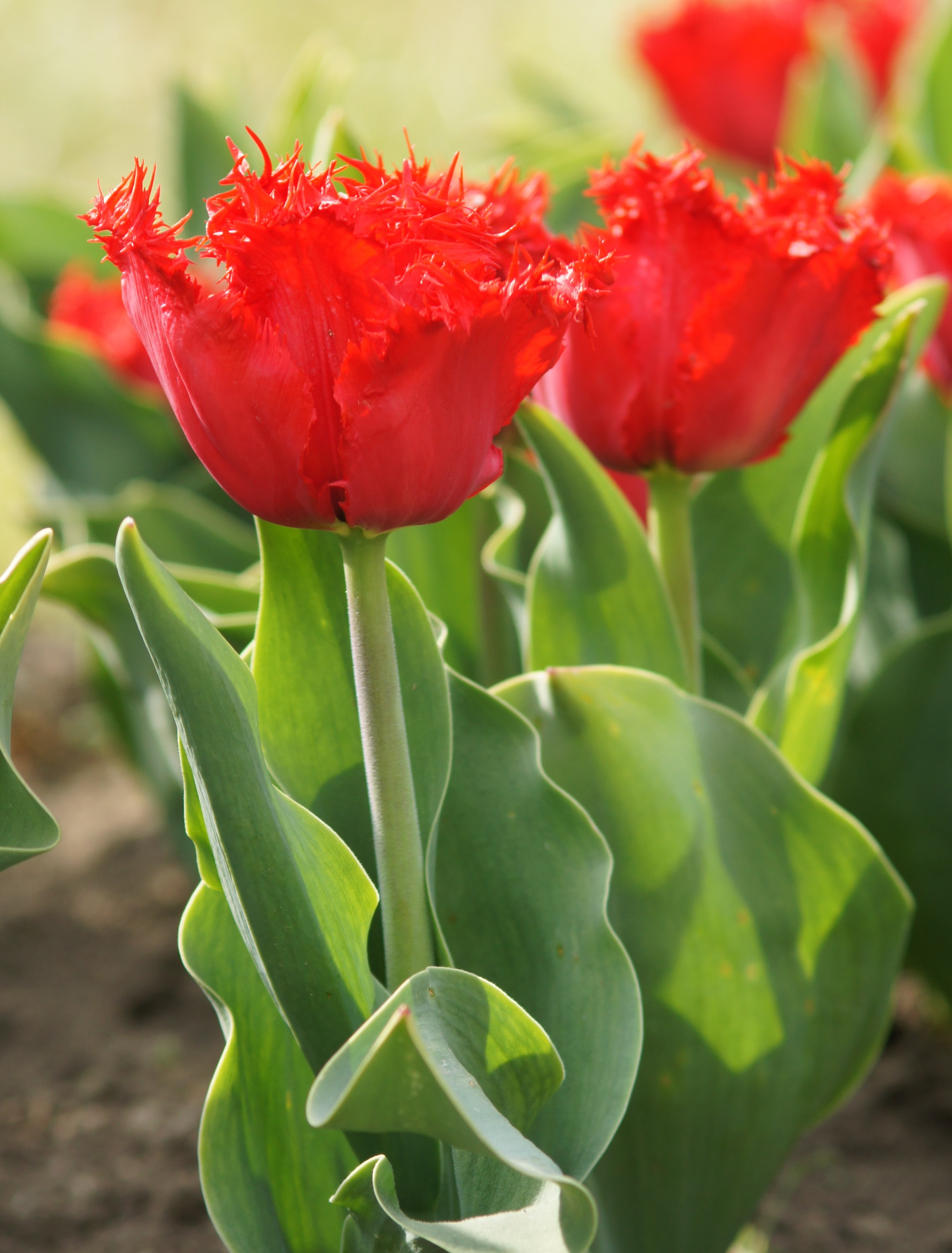 Nahaufnahme einer roten fransigen Tulpe mit gezackten Blütenrändern und grünen Blättern in einem Blumenbeet
