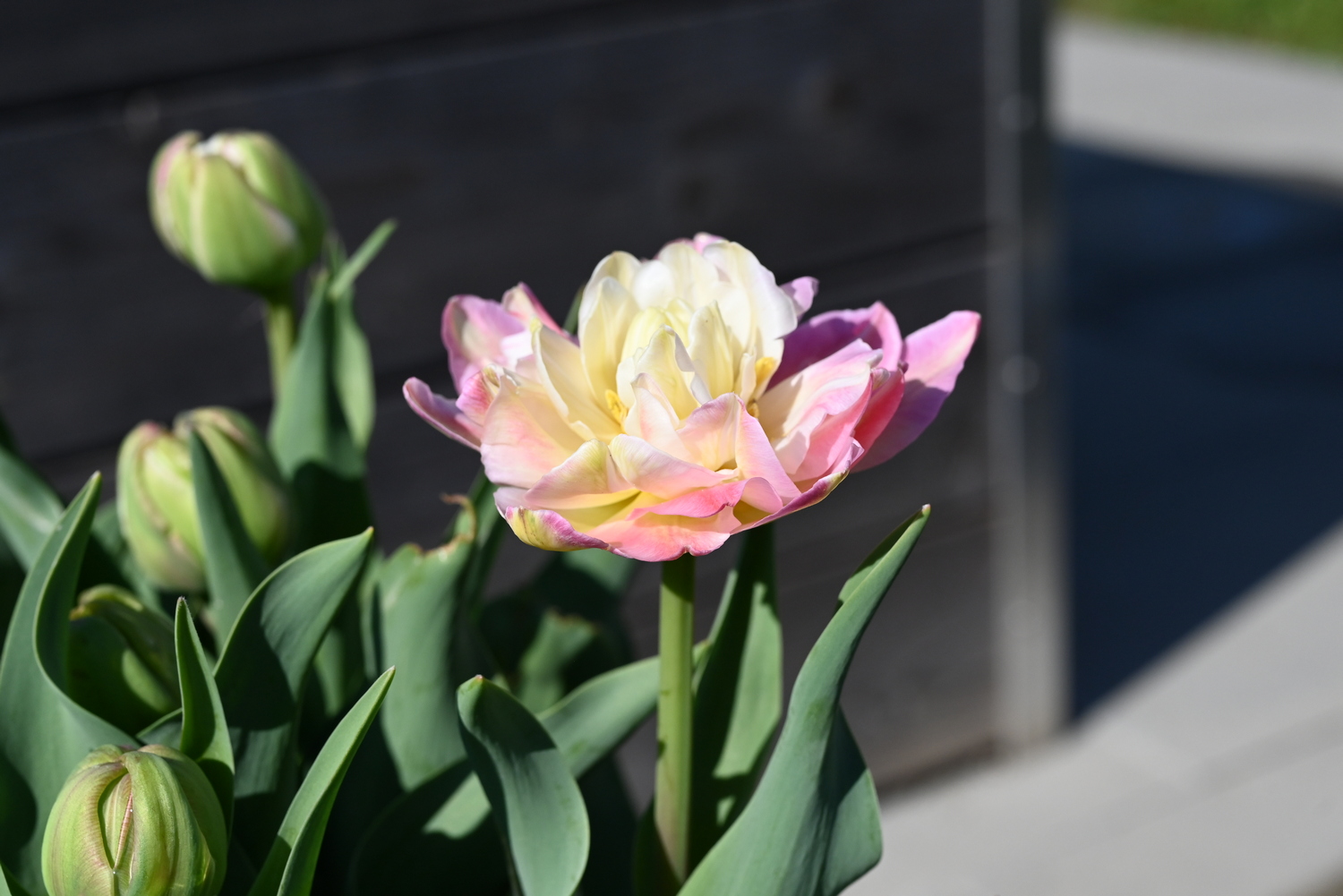Nahaufnahme einer rosa-cremefarbenen gefüllten Tulpe in voller Blüte, umgeben von grünen Knospen und Blättern vor dunklem Holzhintergrund
