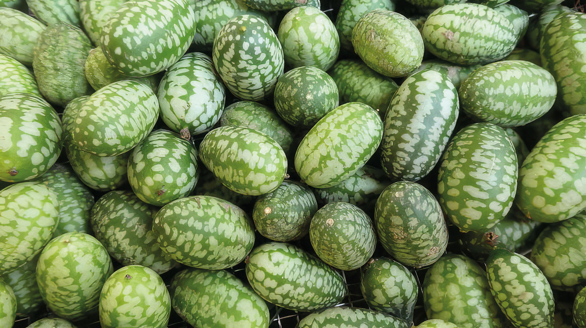 Mexikanische Mini-Gurke Melothria