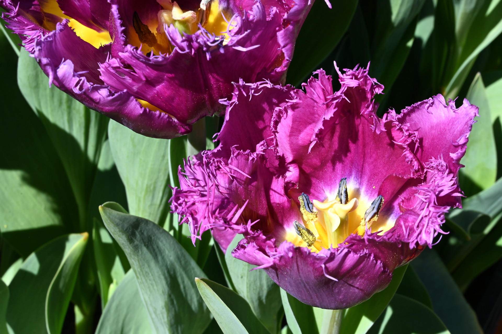 Crispa-Tulpen San Luiz