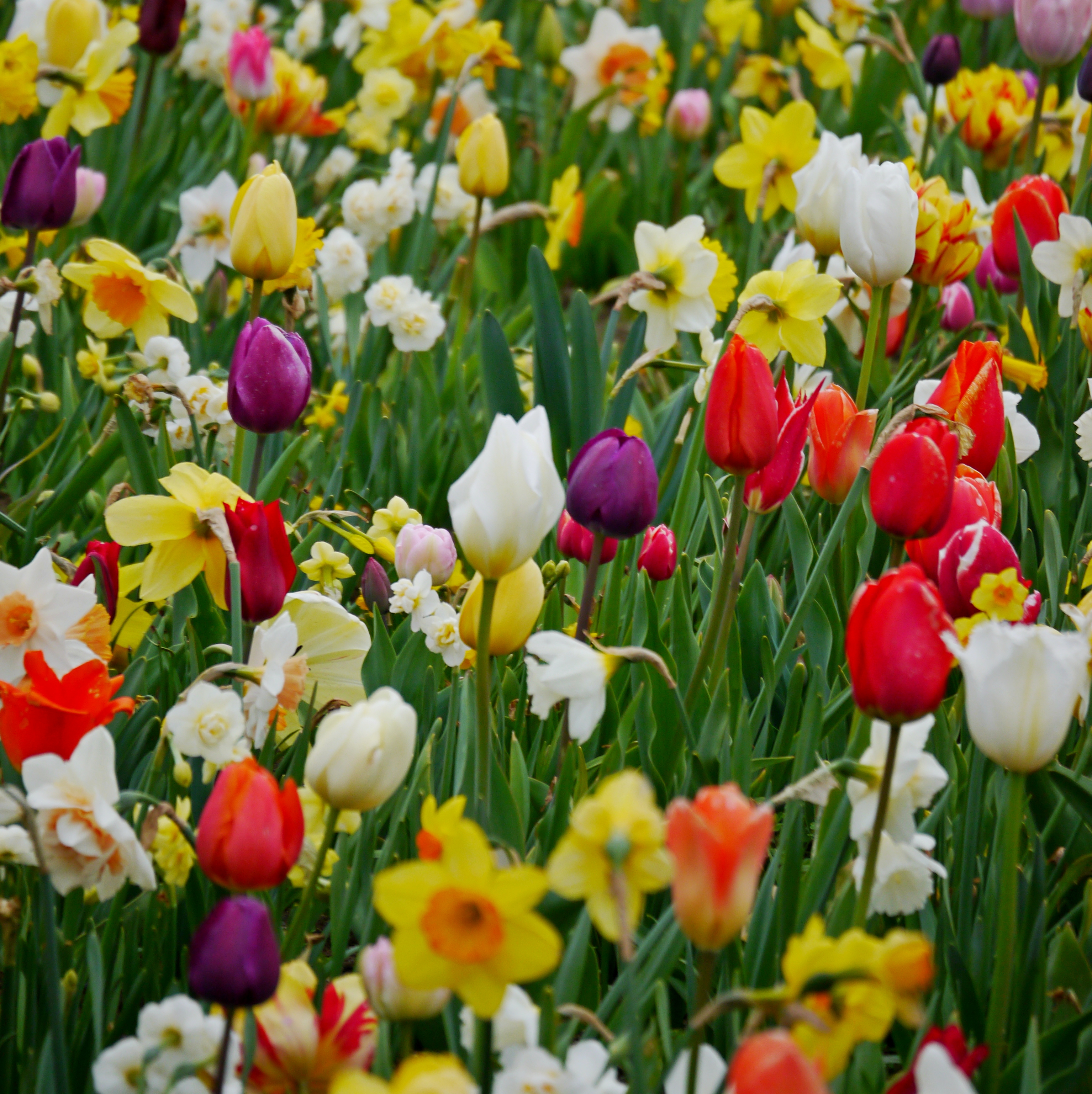 51025_Gartenschau Blumenzwiebel-Mischung Gartenschau