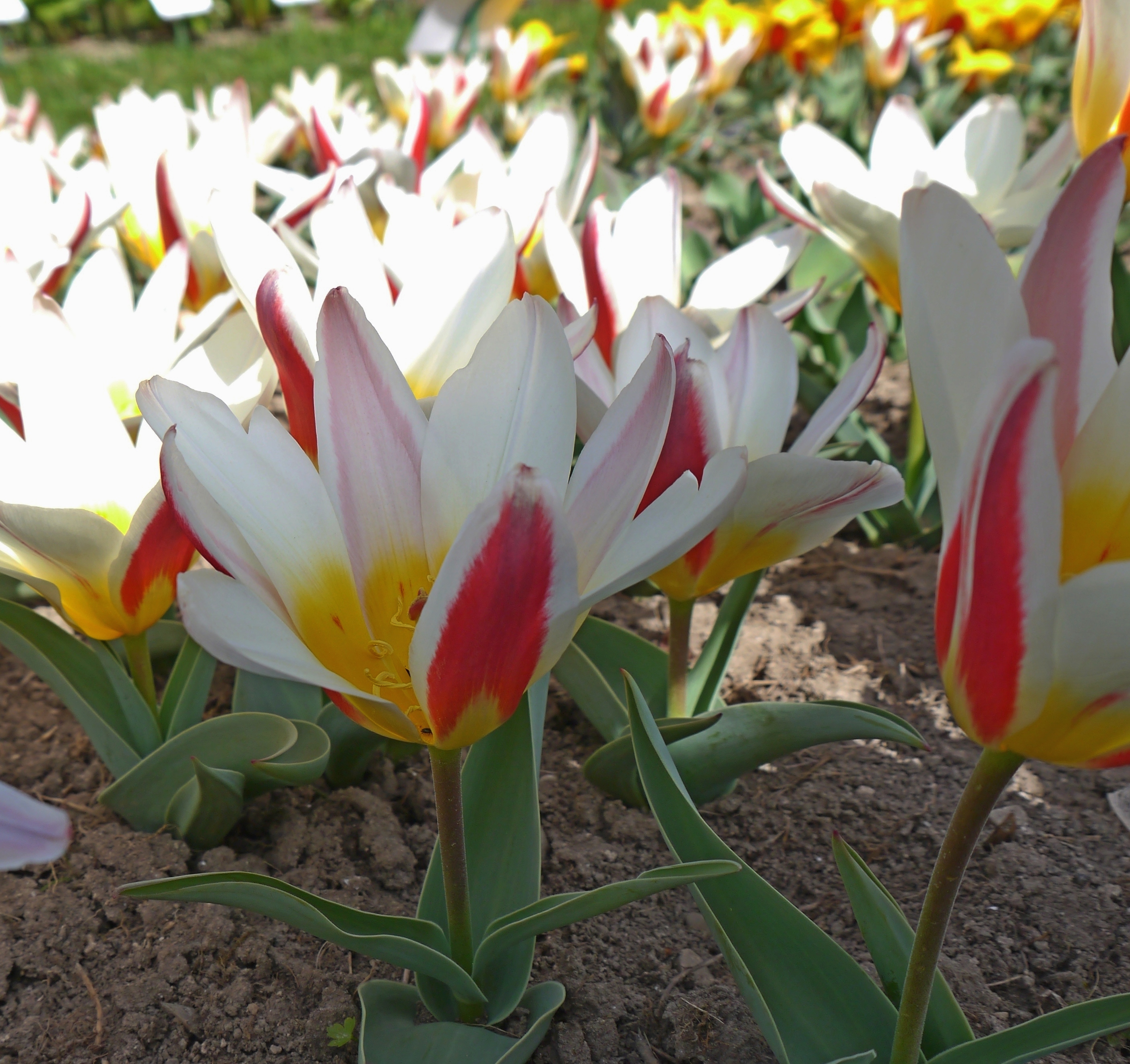 Kaufmanniana-Tulpen „The First“ im Beet mit geöffneten, weiß-gelben Blüten und unregelmäßig rot geflammter Außenseite, frühlingshafter Blickfang für Garten und Topf