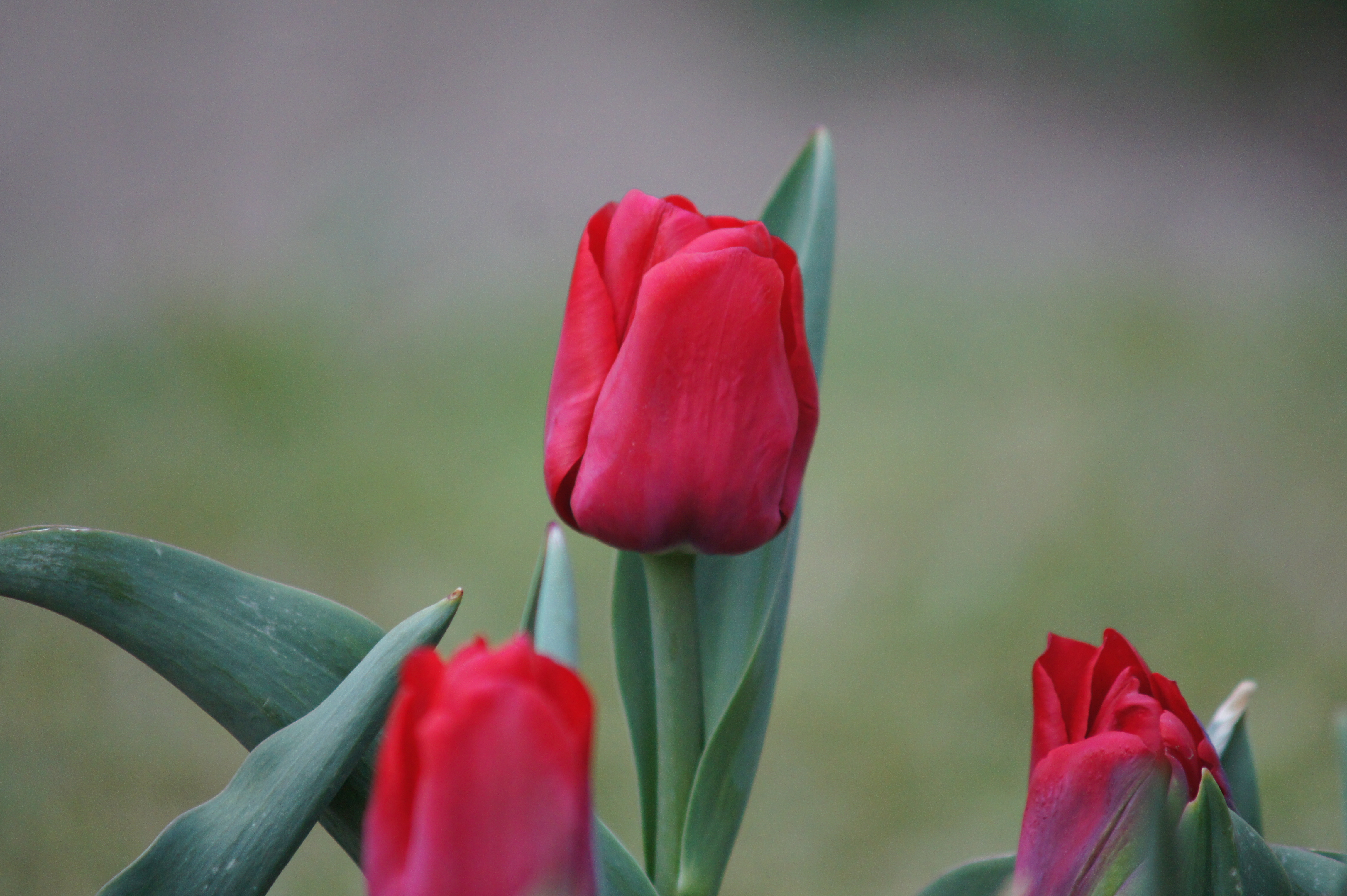 Triumph-Tulpen Hollandia