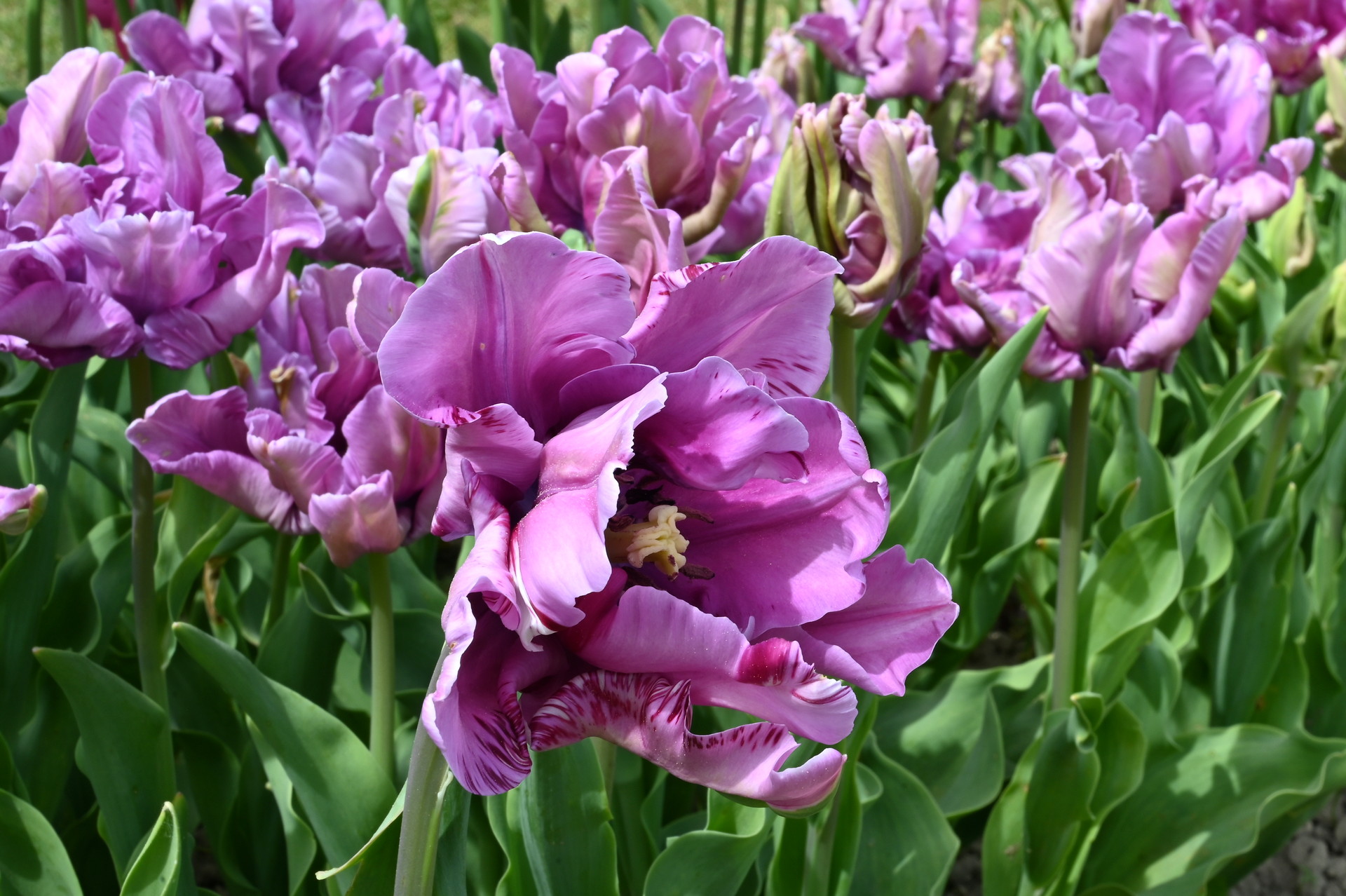 Papagei-Tulpen James Last