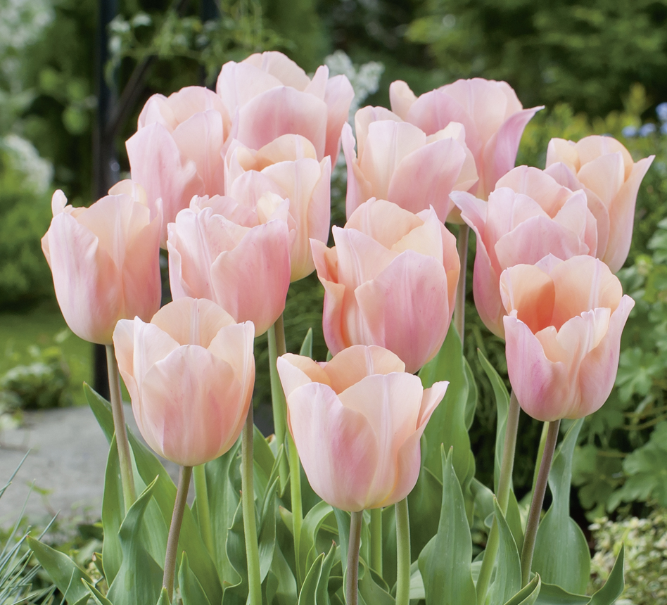 Nahaufnahme mehrerer zartrosa Tulpen im Gartenbeet, voll aufgeblühte Blüten und frische grüne Blätter