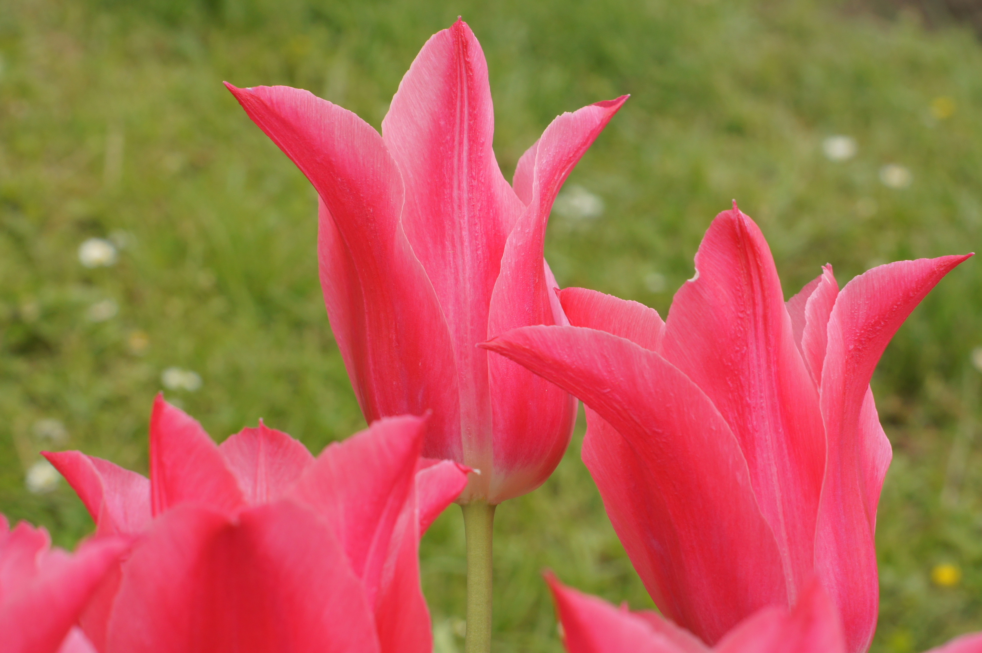 Nahaufnahme pinker Tulpenblüten im Freien vor grünem Hintergrund